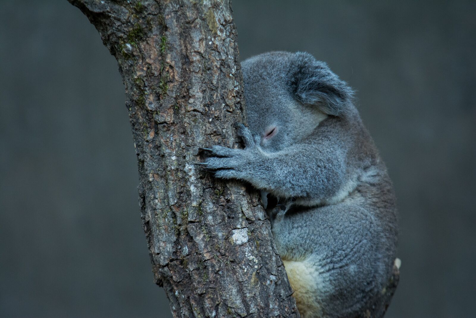 Nikon D7100 sample photo. Koala, tree, animal photography