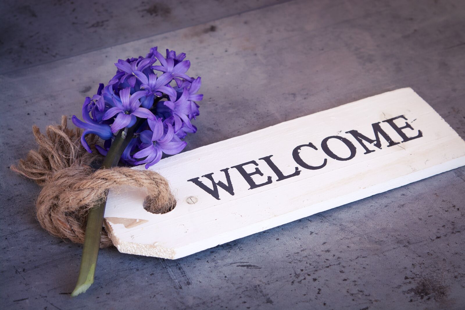 Nikon D7100 sample photo. Hyacinth, flower, blue photography