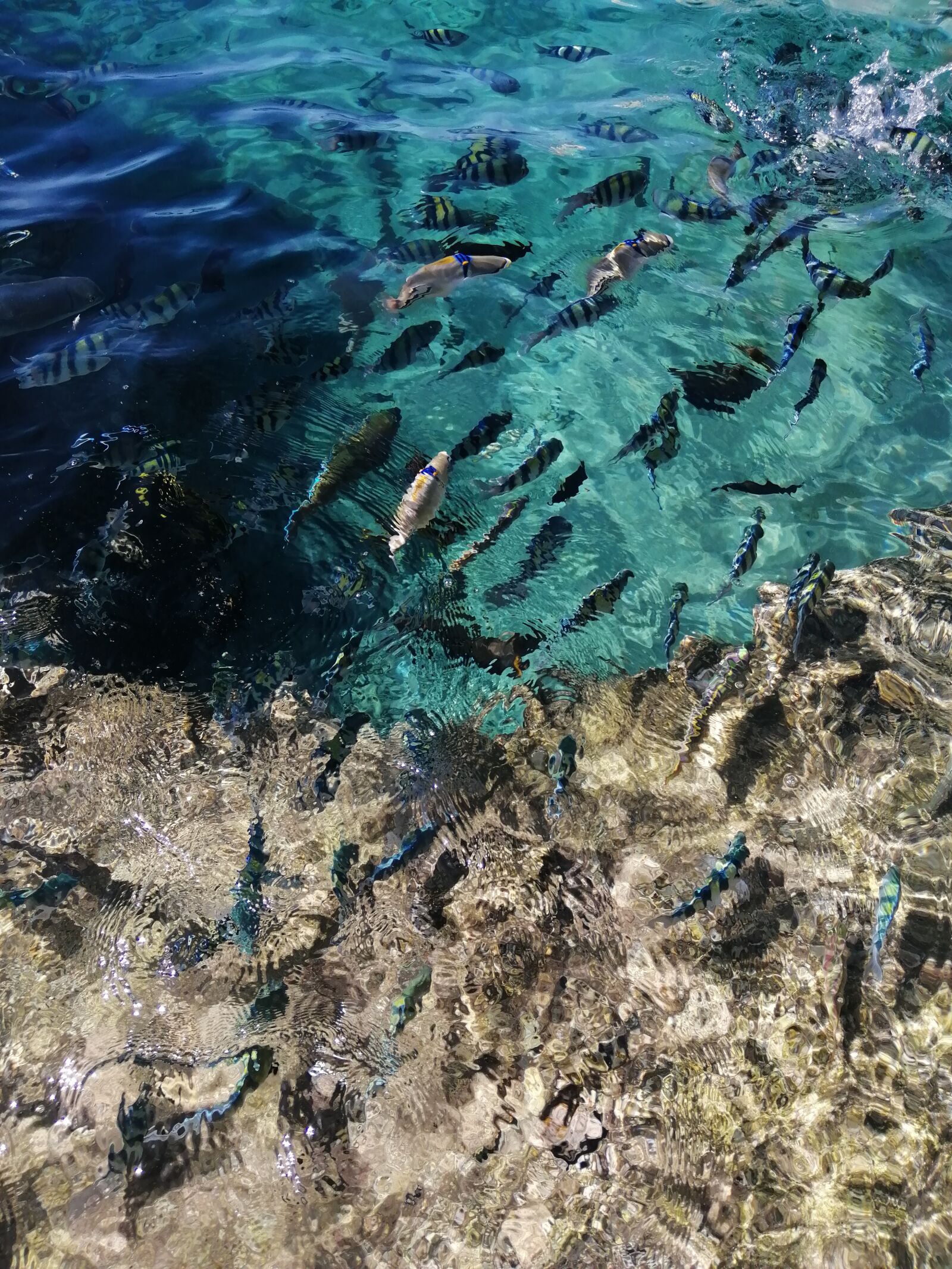 HUAWEI P SMART 2019 sample photo. Sea, reef, fish photography