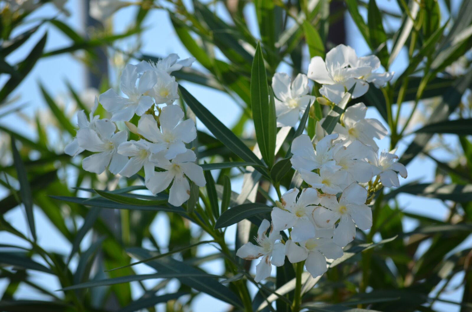 Nikon D5100 sample photo. Oleander, green, summer photography