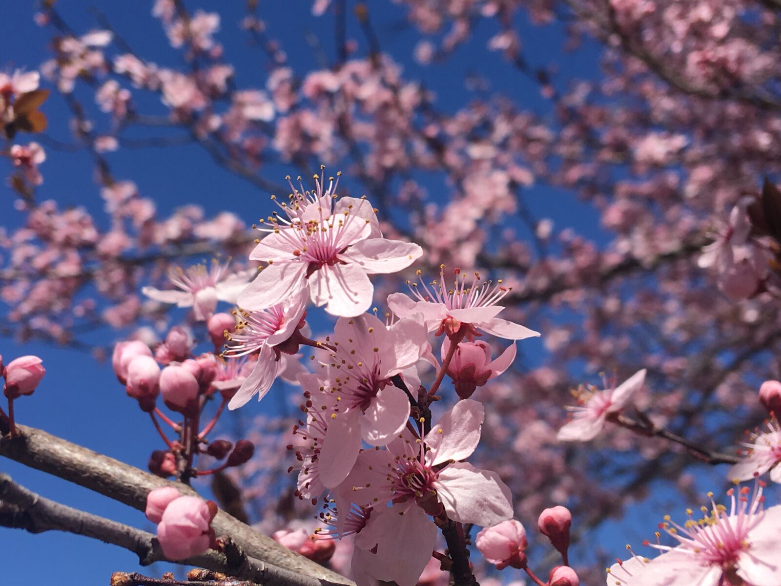 Apple iPhone 6s Plus sample photo. Cherry, blossoms, tree photography