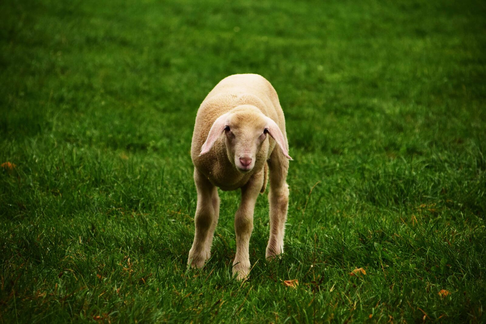 Nikon D3300 sample photo. Sheep, green grass, lamb photography