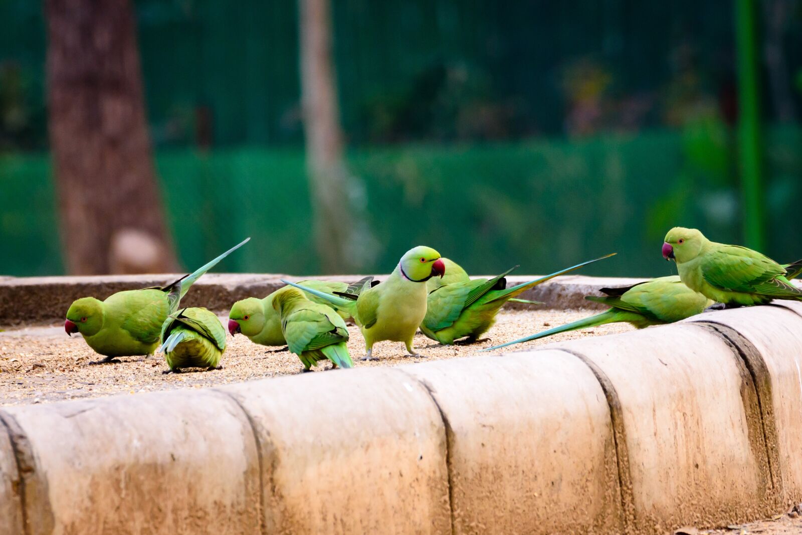 Nikon D7200 sample photo. Bird, parrot, animal photography