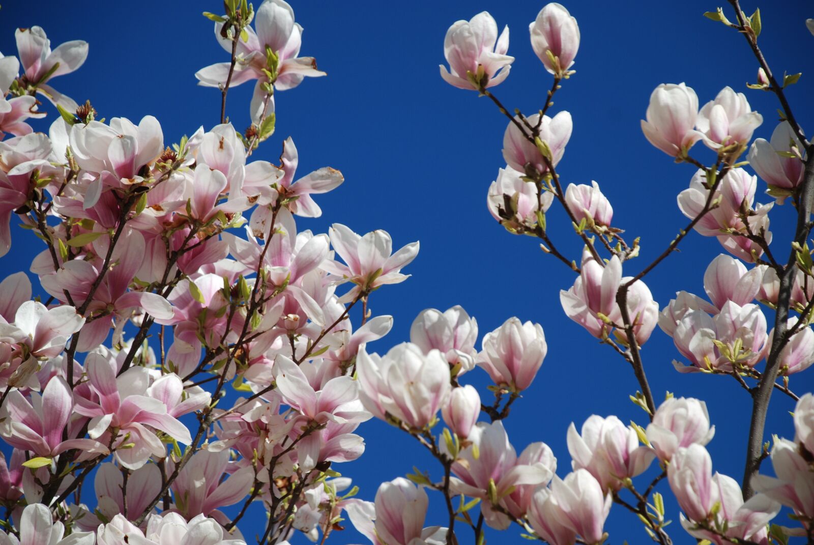 Nikon D80 sample photo. Magnolia, museum, garden photography