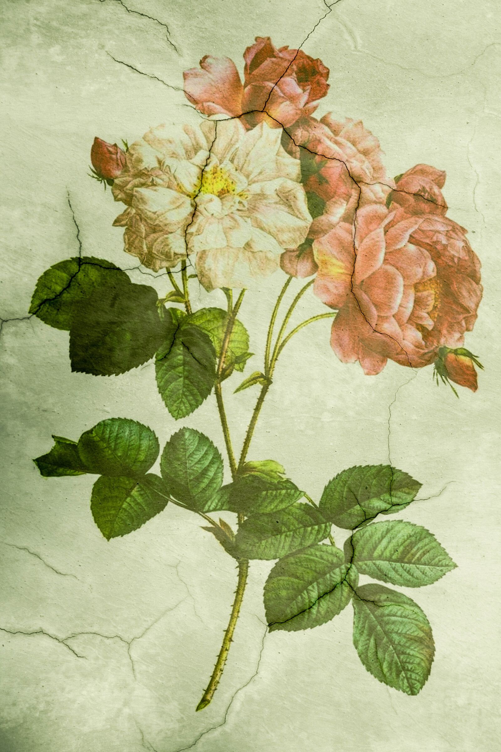 Canon EOS 700D (EOS Rebel T5i / EOS Kiss X7i) sample photo. Peony, white pink, playful photography