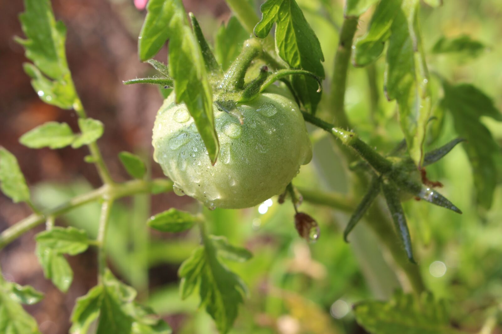 Canon EOS 700D (EOS Rebel T5i / EOS Kiss X7i) sample photo. Tomato, fruit photography