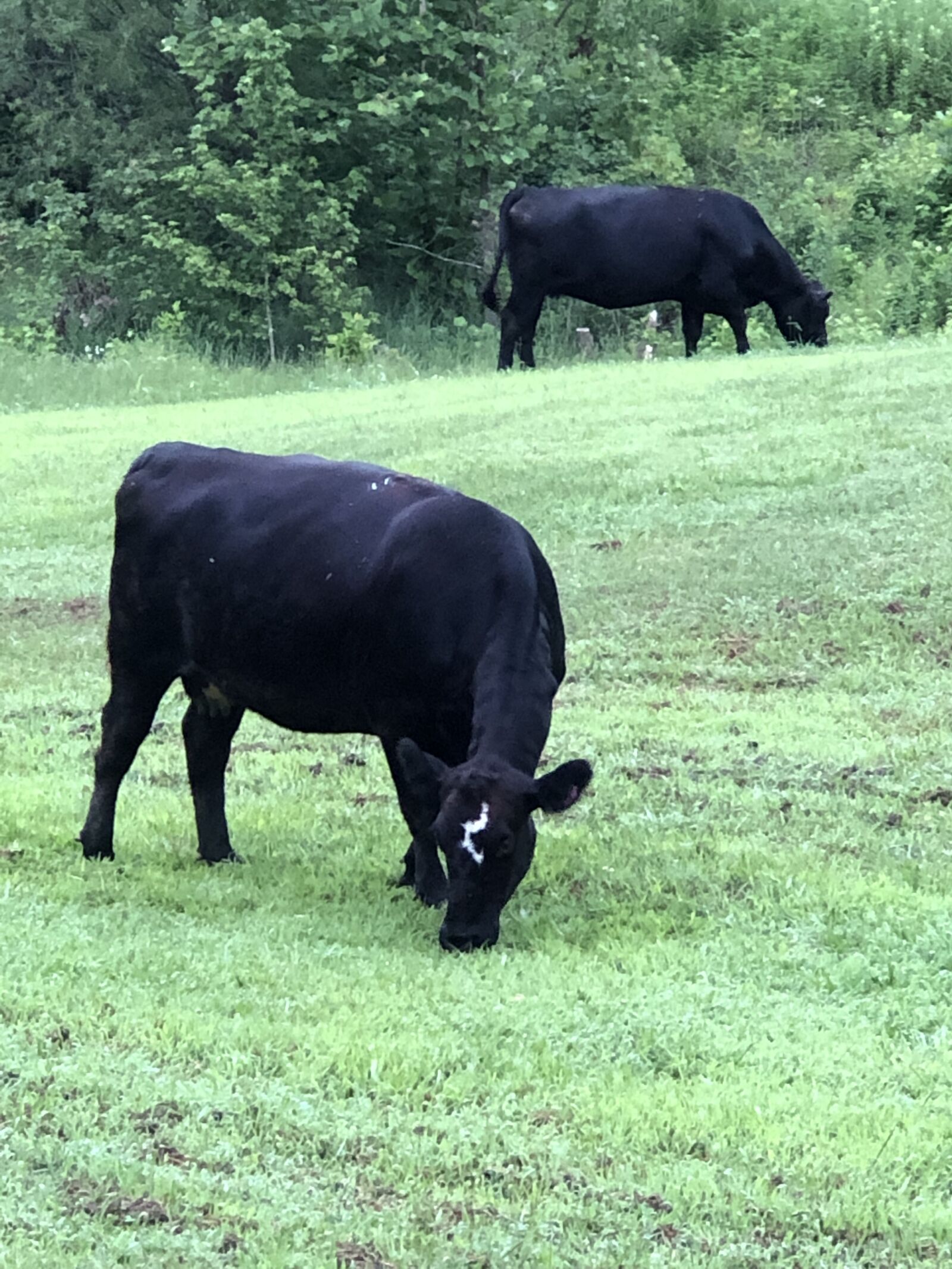 iPhone 8 Plus back dual camera 6.6mm f/2.8 sample photo. Cow, farm, livestock photography