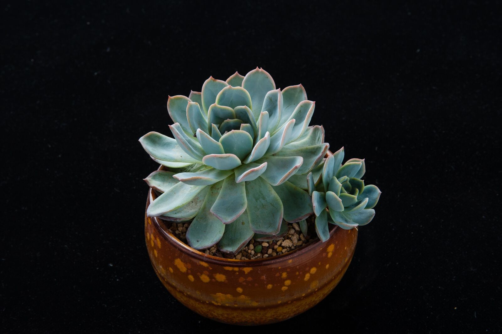 Nikon D700 sample photo. The fleshy, planting, potted photography