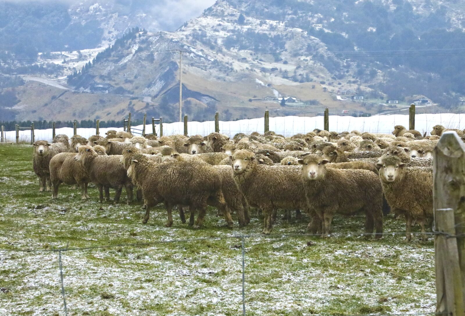 Canon EOS 5D Mark IV sample photo. Sheep, grass, winter photography