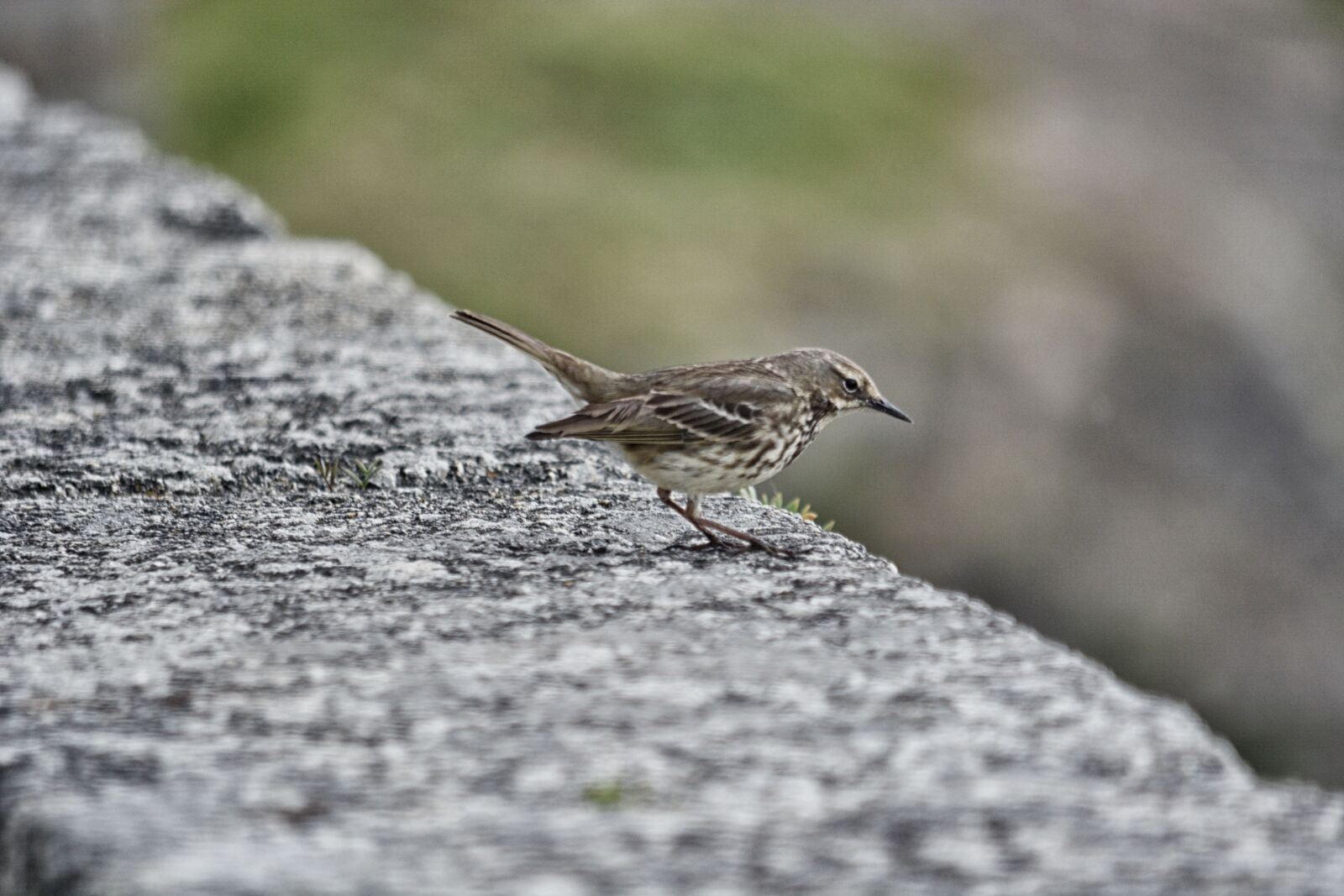 Nikon D5200 sample photo. Animalier, moineau, nature, oiseau photography
