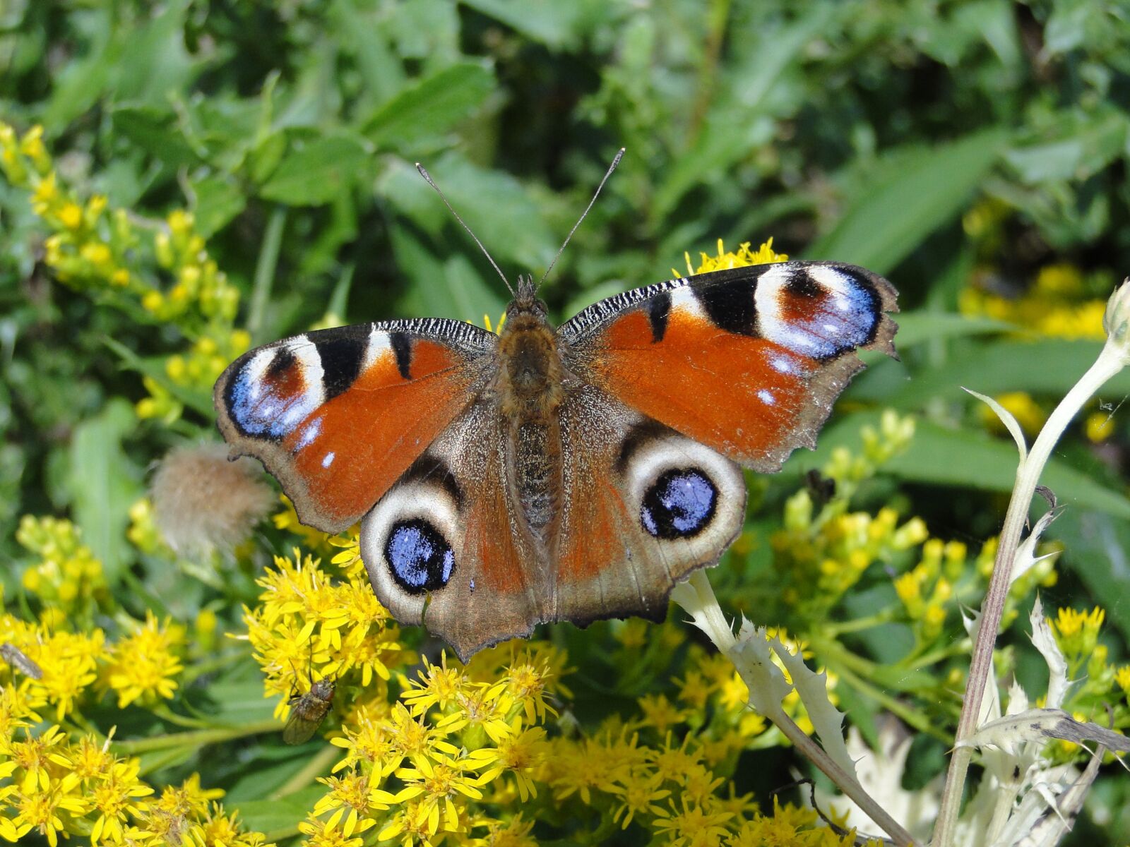Sony Cyber-shot DSC-HX1 sample photo. Nature, insect, animals photography