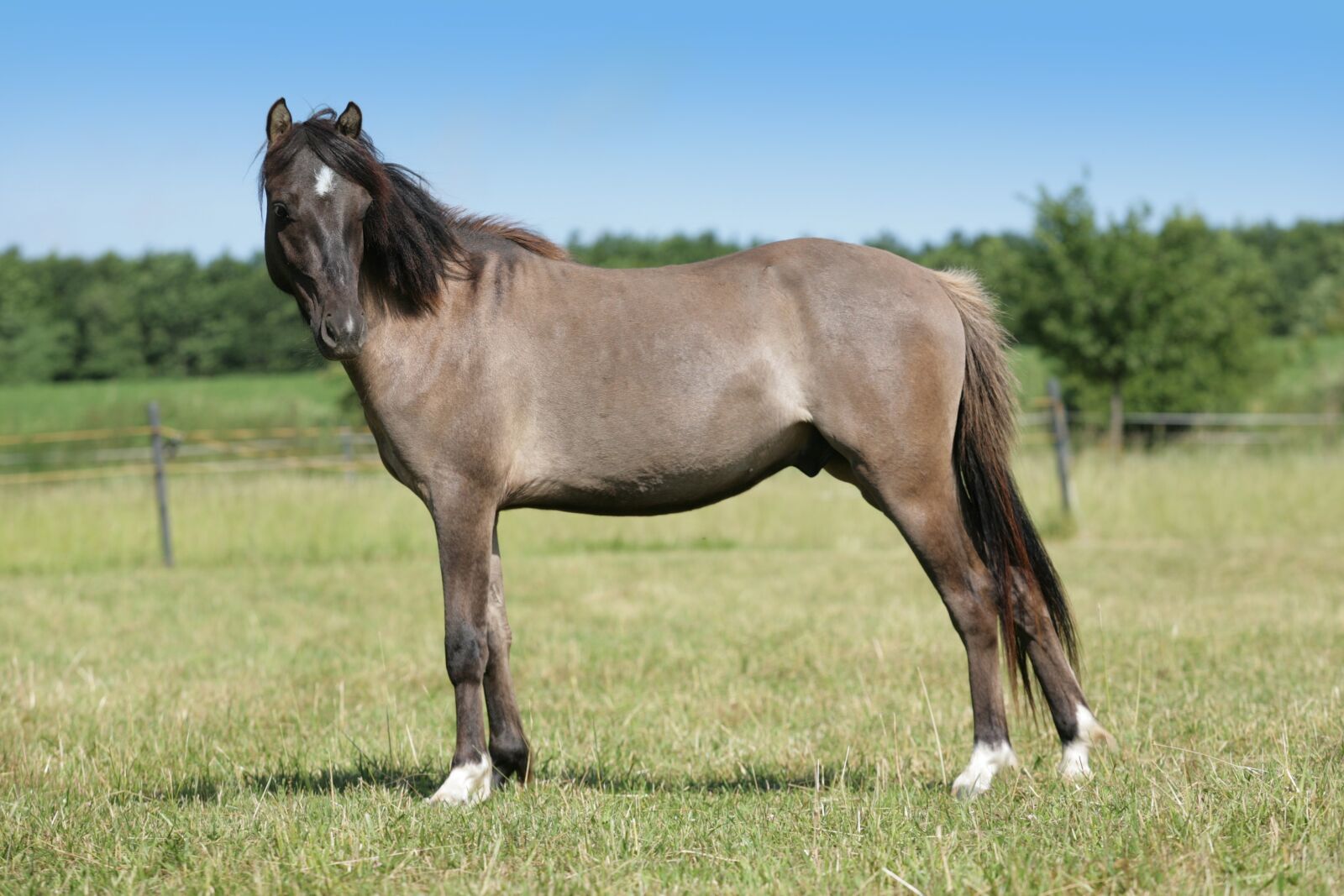 Canon EOS 5D sample photo. Horse, gray, gelding photography