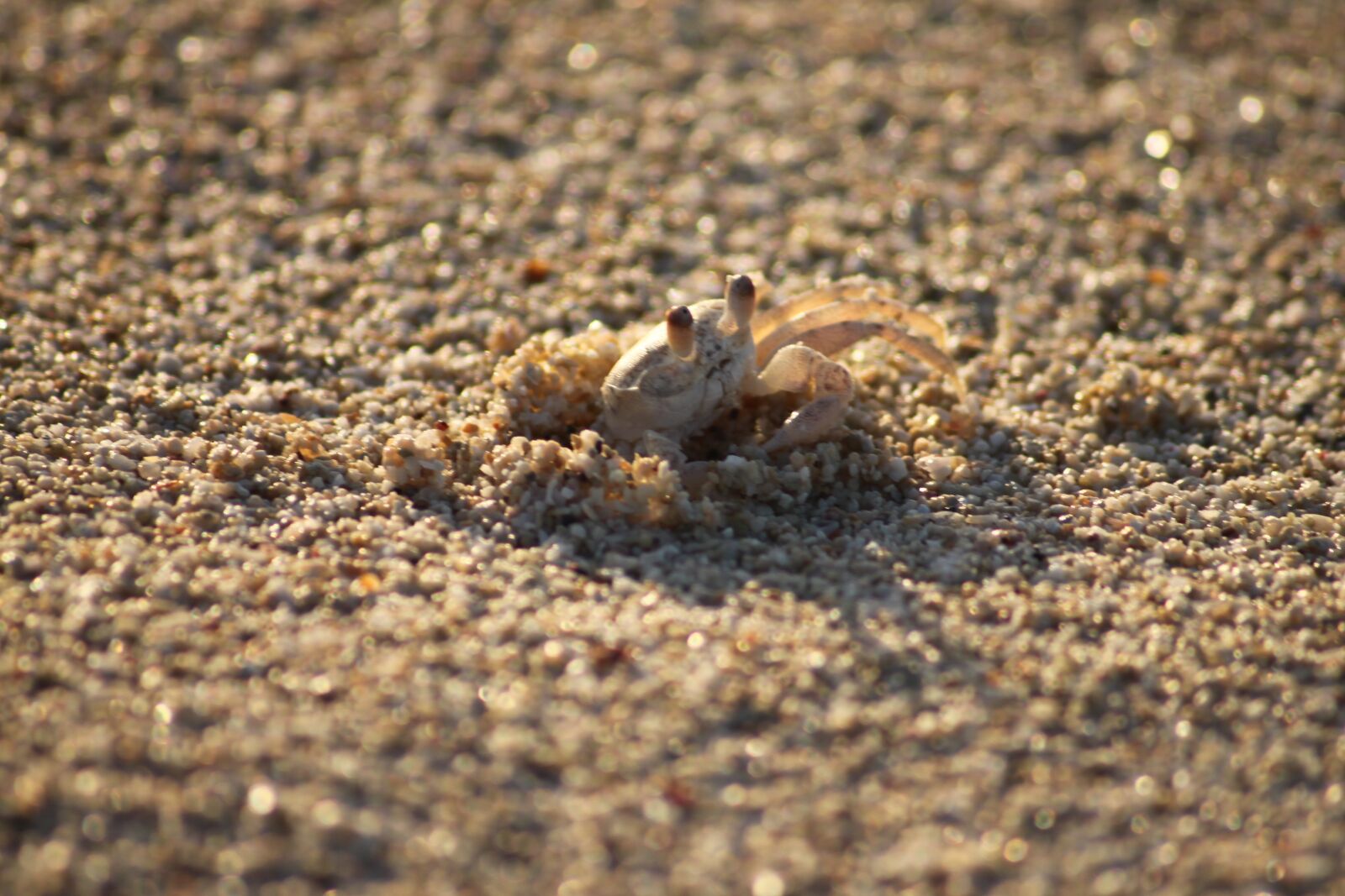 Canon EOS 500D (EOS Rebel T1i / EOS Kiss X3) sample photo. Cancer, beach, crab photography