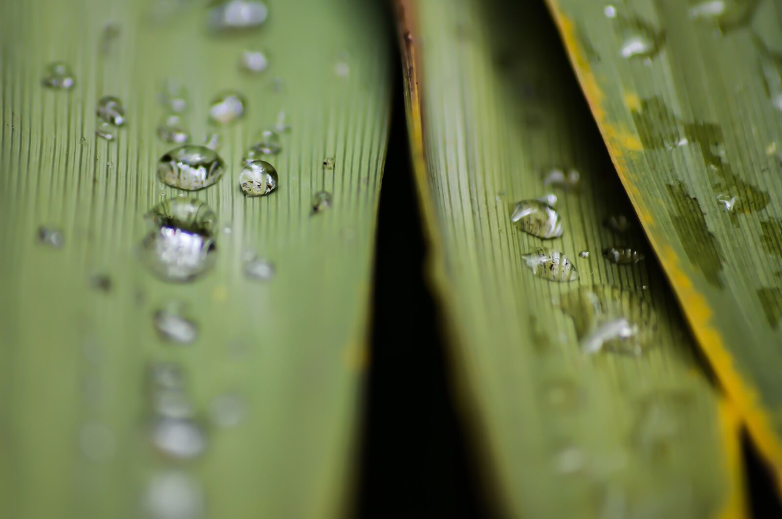 Nikon D5100 sample photo. Leaf, water, macro photography