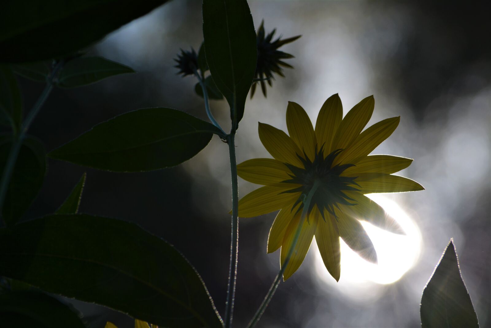 Nikon D5200 sample photo. Flower, dark, sunflower photography