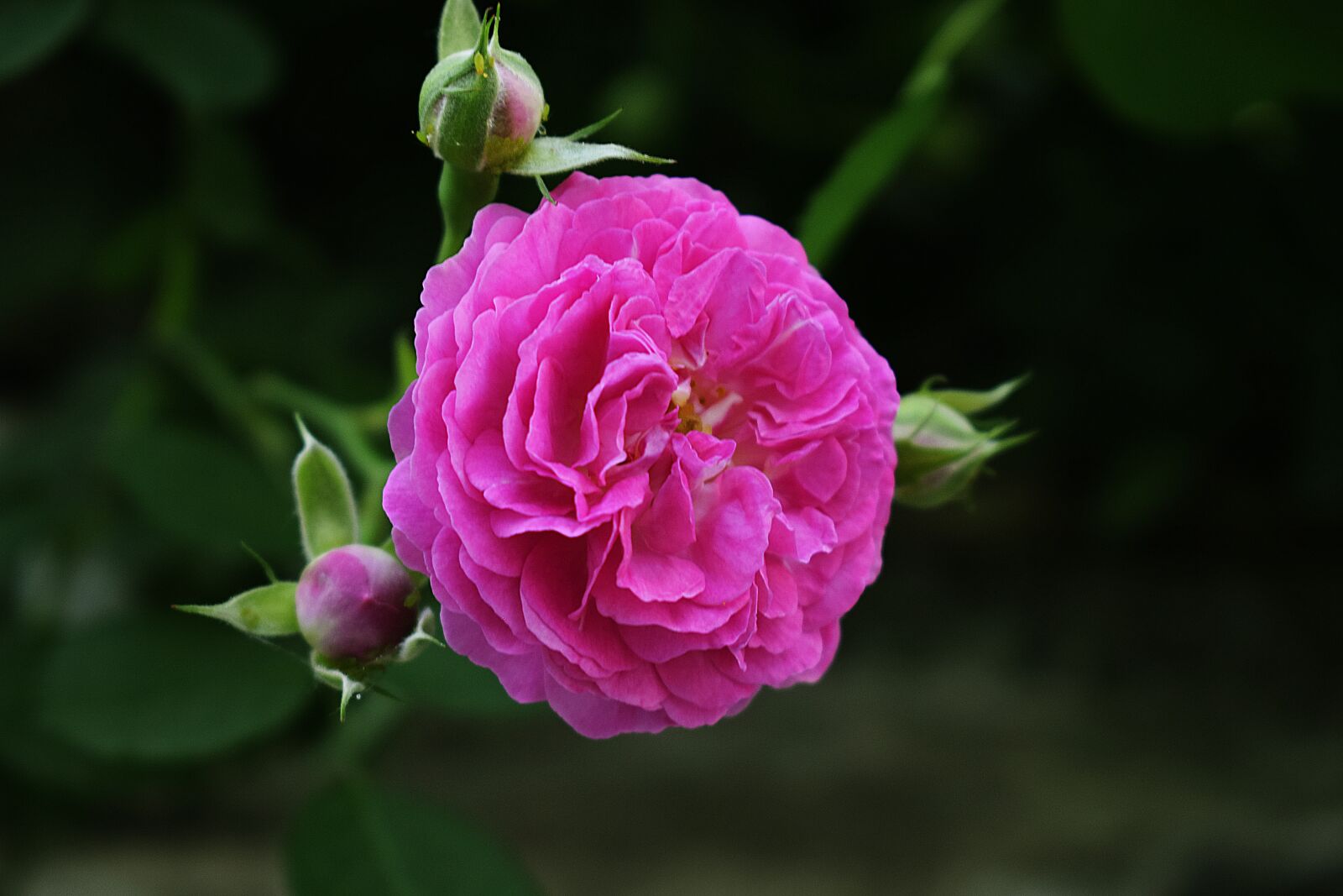 Nikon D3300 sample photo. Flower, pink, plant photography