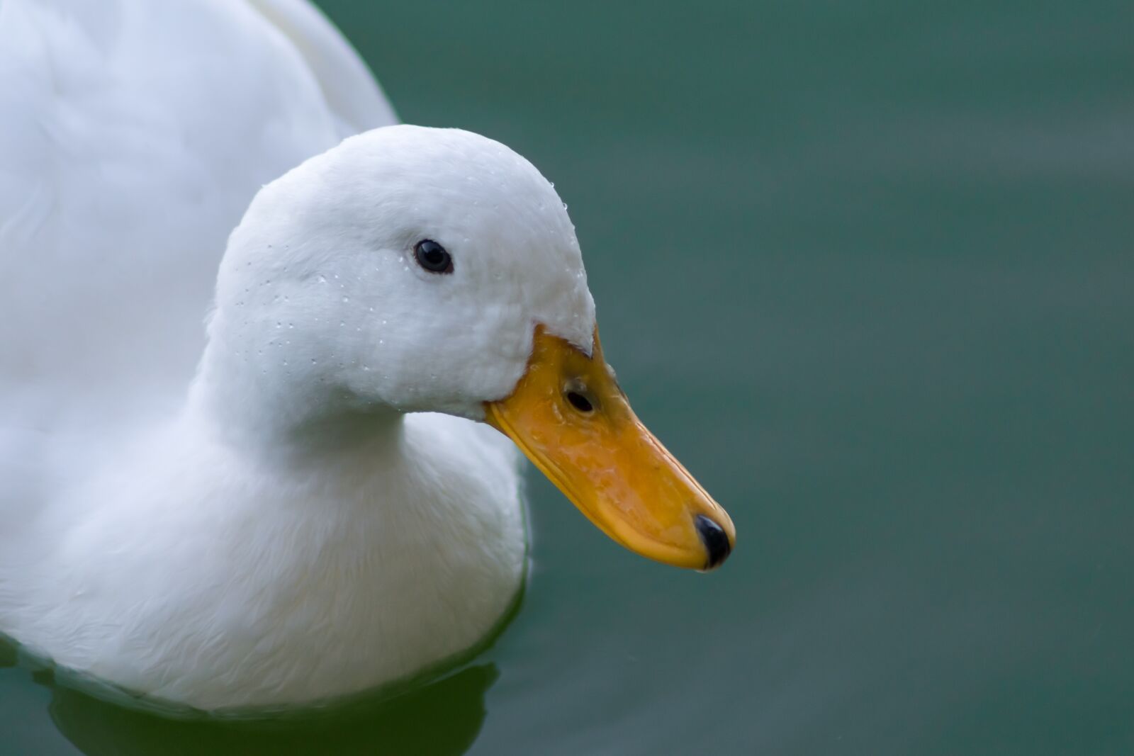 Nikon D3300 sample photo. Duck, white duck, bird photography
