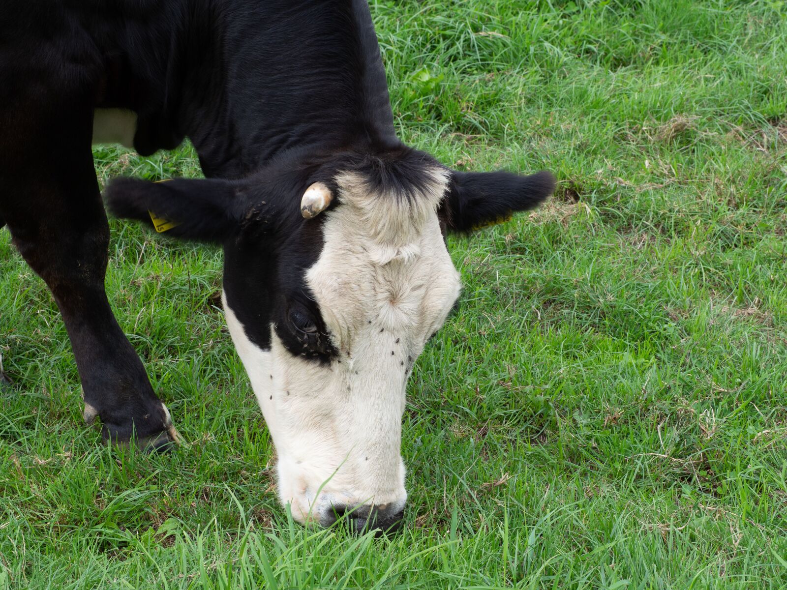 Olympus OM-D E-M10 II sample photo. Cow, meadow, field photography