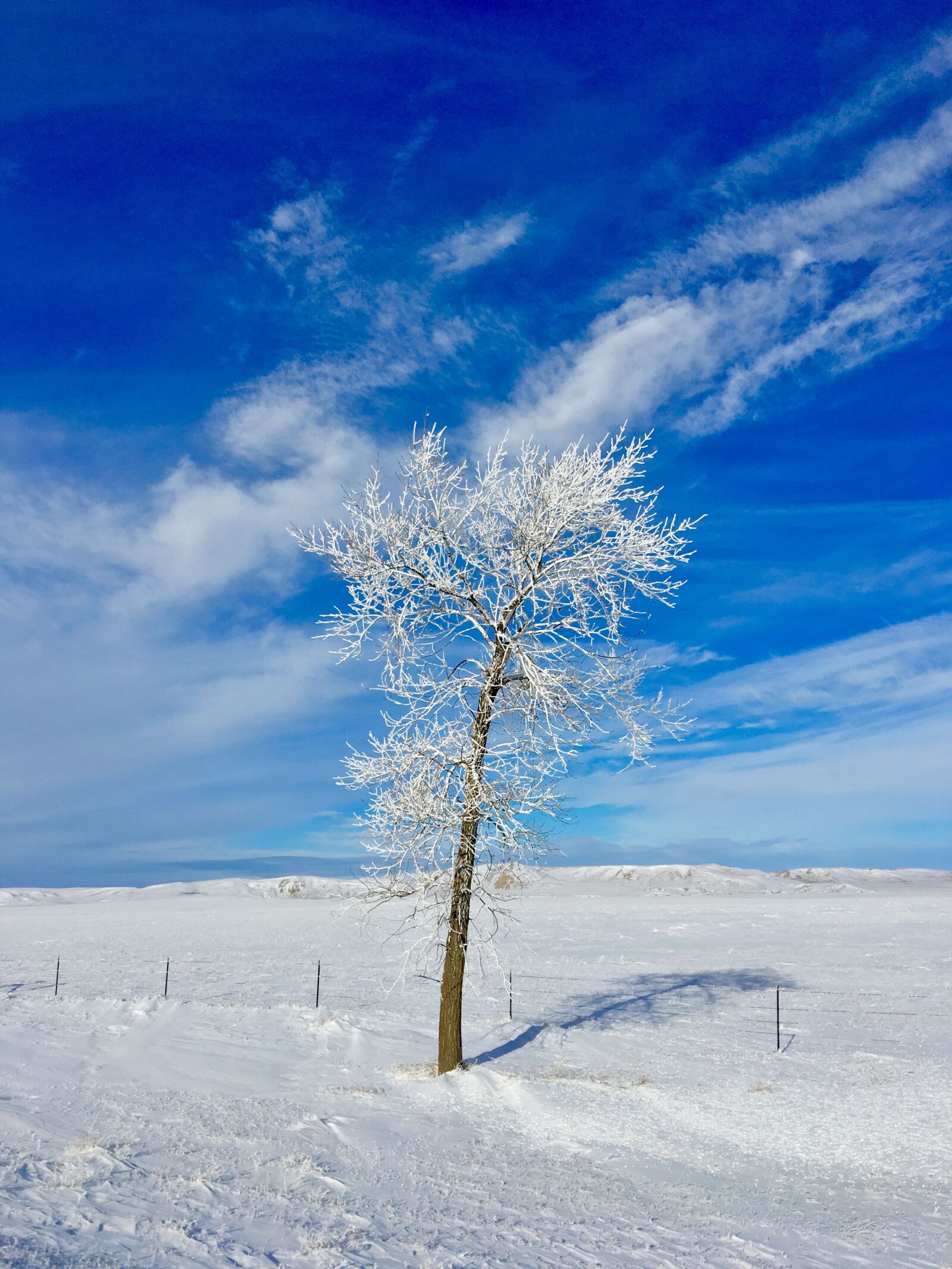 Apple iPhone 6s Plus sample photo. Winter, snow, frost photography
