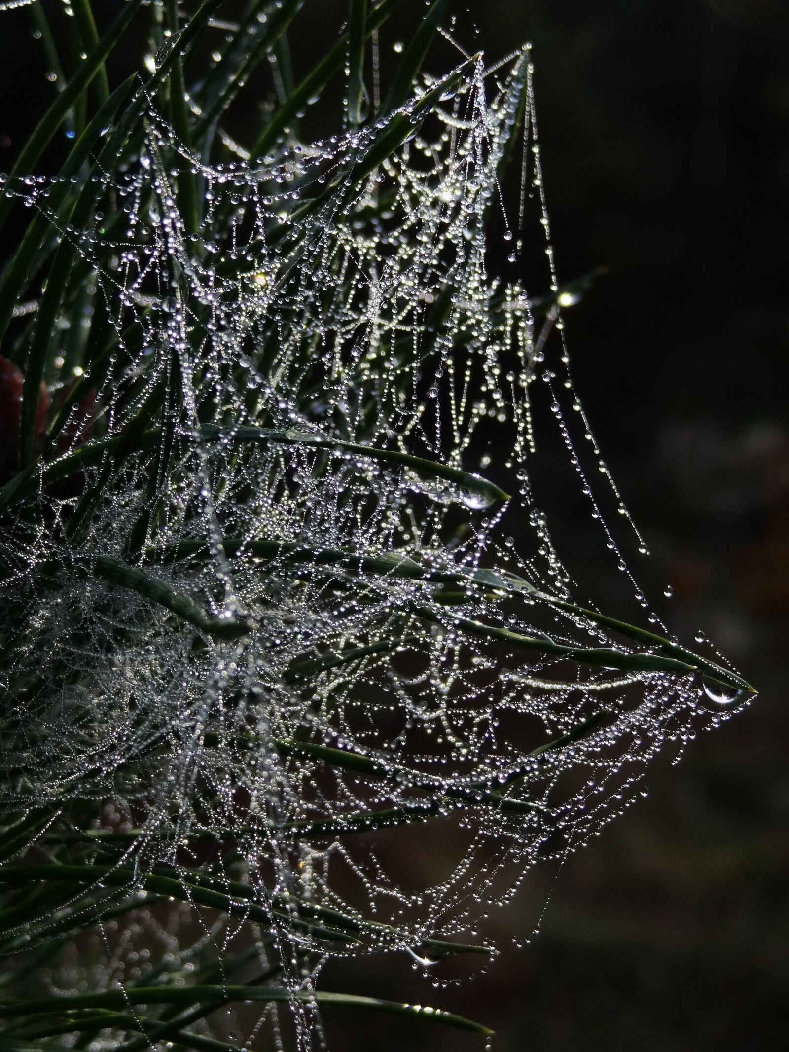 Sony Cyber-shot DSC-HX9V sample photo. Cobweb, spider webs, dew photography