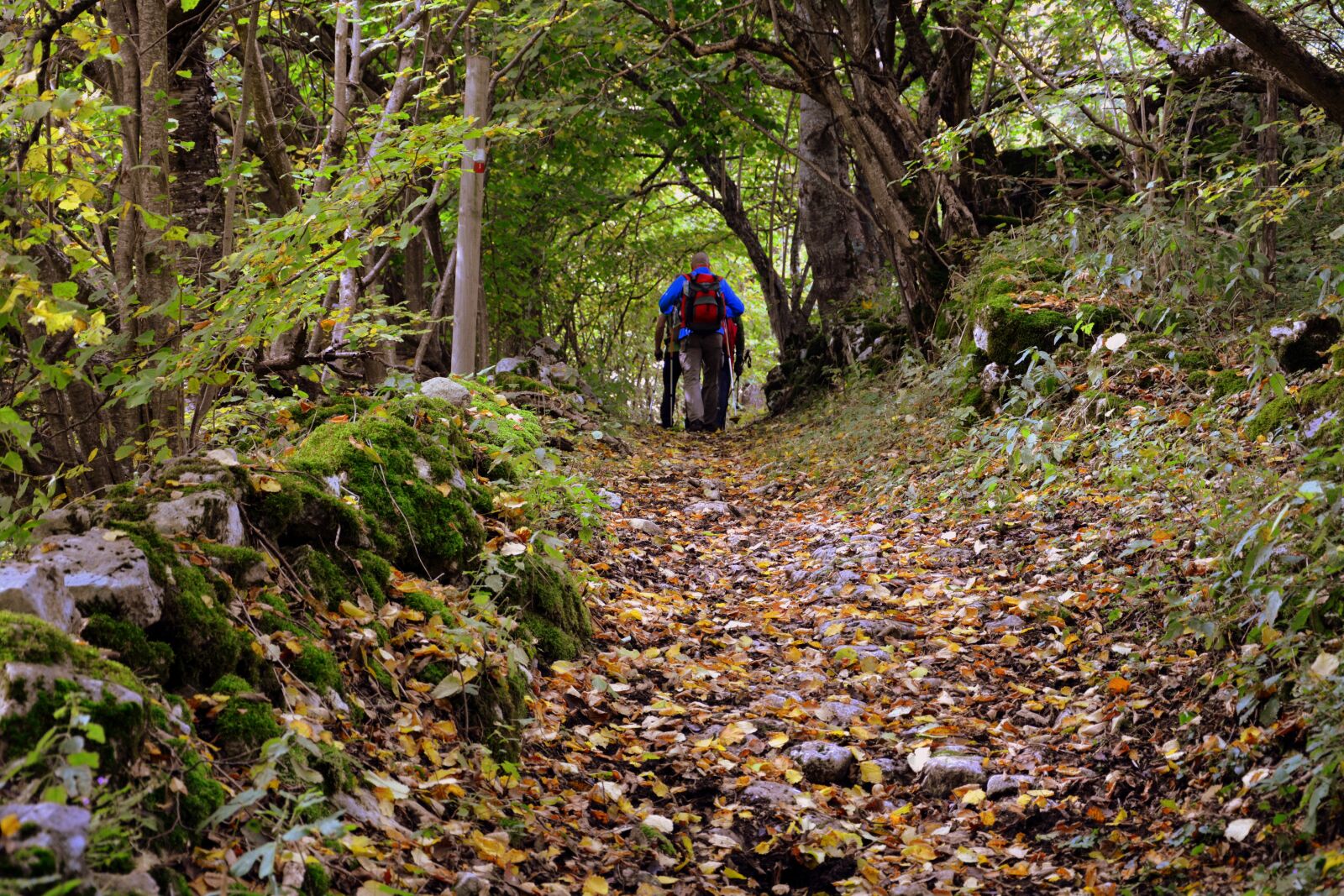 Nikon D7100 sample photo. Trail, walk, excursion photography