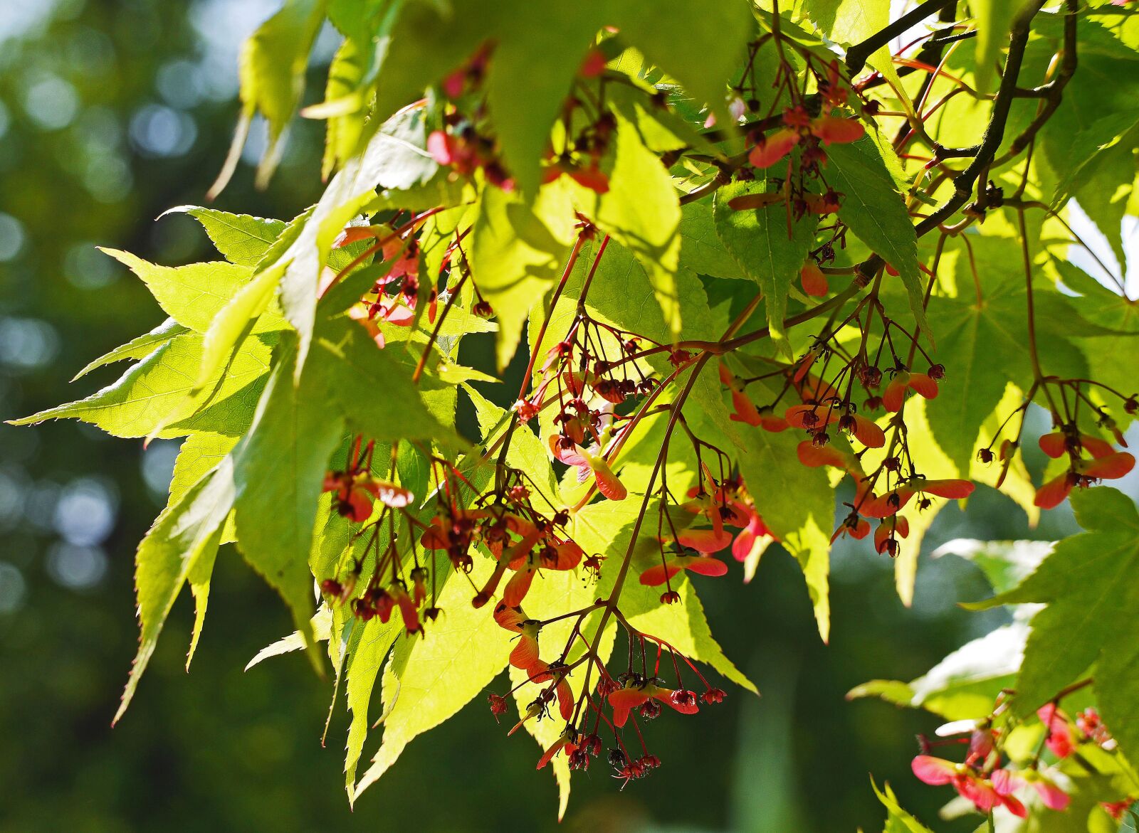 Panasonic Lumix DMC-GH3 sample photo. Green japanese maple, inflorescence photography