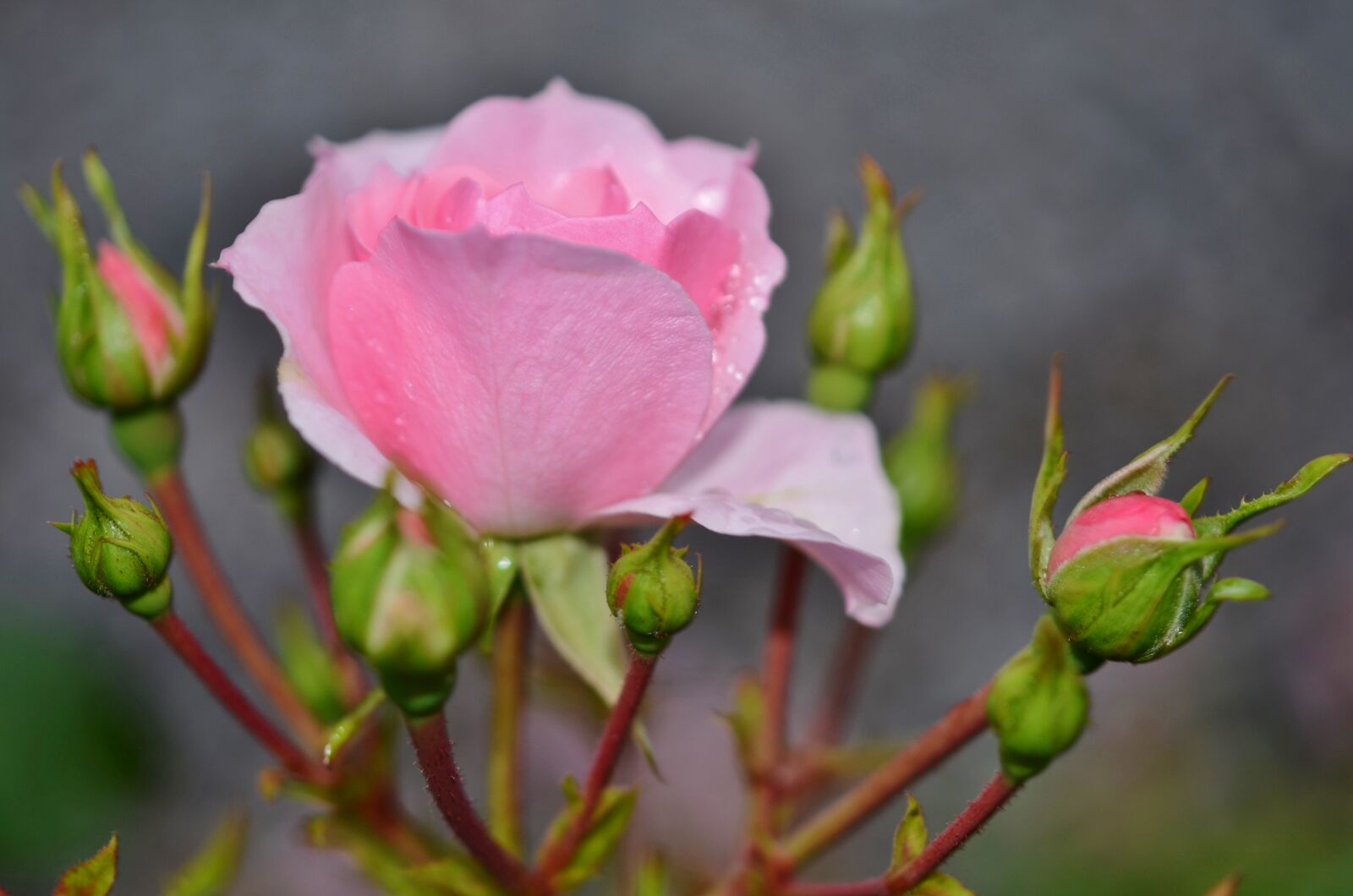 Nikon D7000 sample photo. Flower, nature, flora photography