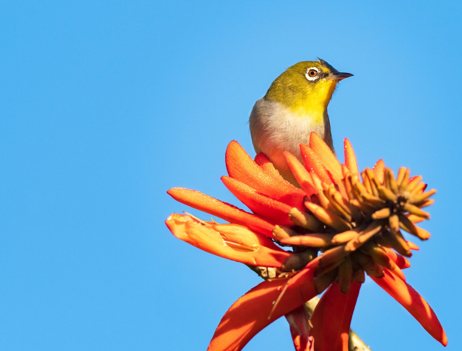 M.300mm F4.0 + MC-14 sample photo. Cape white-eye, bird, avian photography