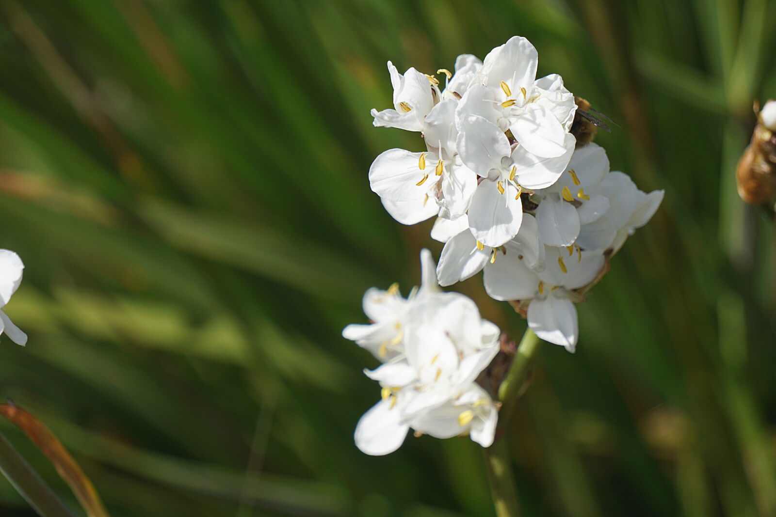 Sony a6000 sample photo. Blanc, botanique, fleurs, floraison photography
