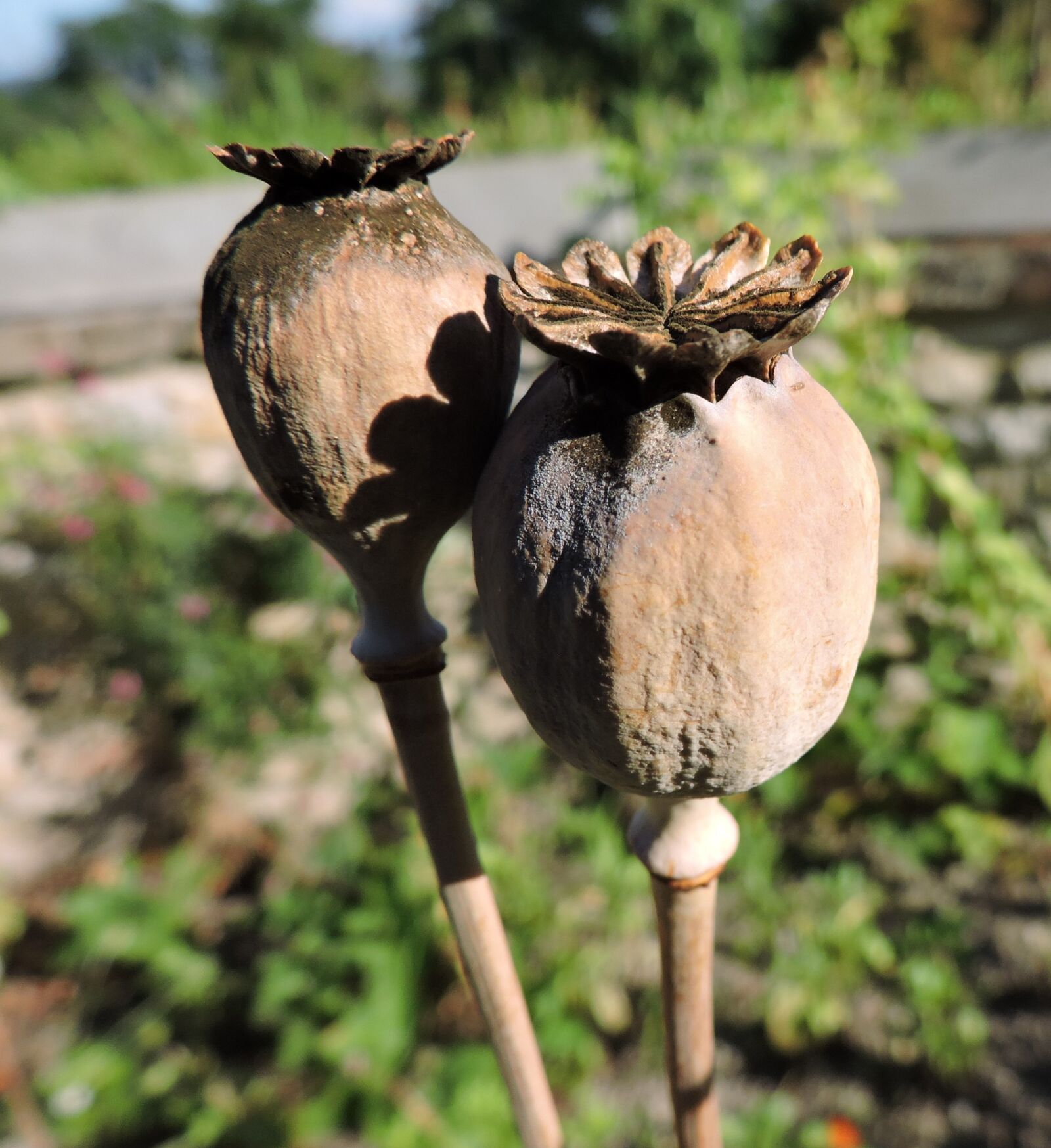 Nikon Coolpix P530 sample photo. Poppy, encapsulate, dry photography