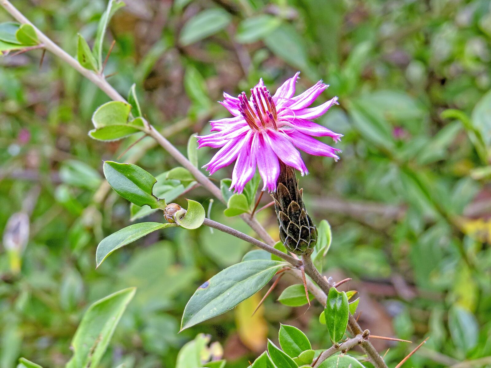 Canon PowerShot SX50 HS sample photo. Flower, wild, plant photography