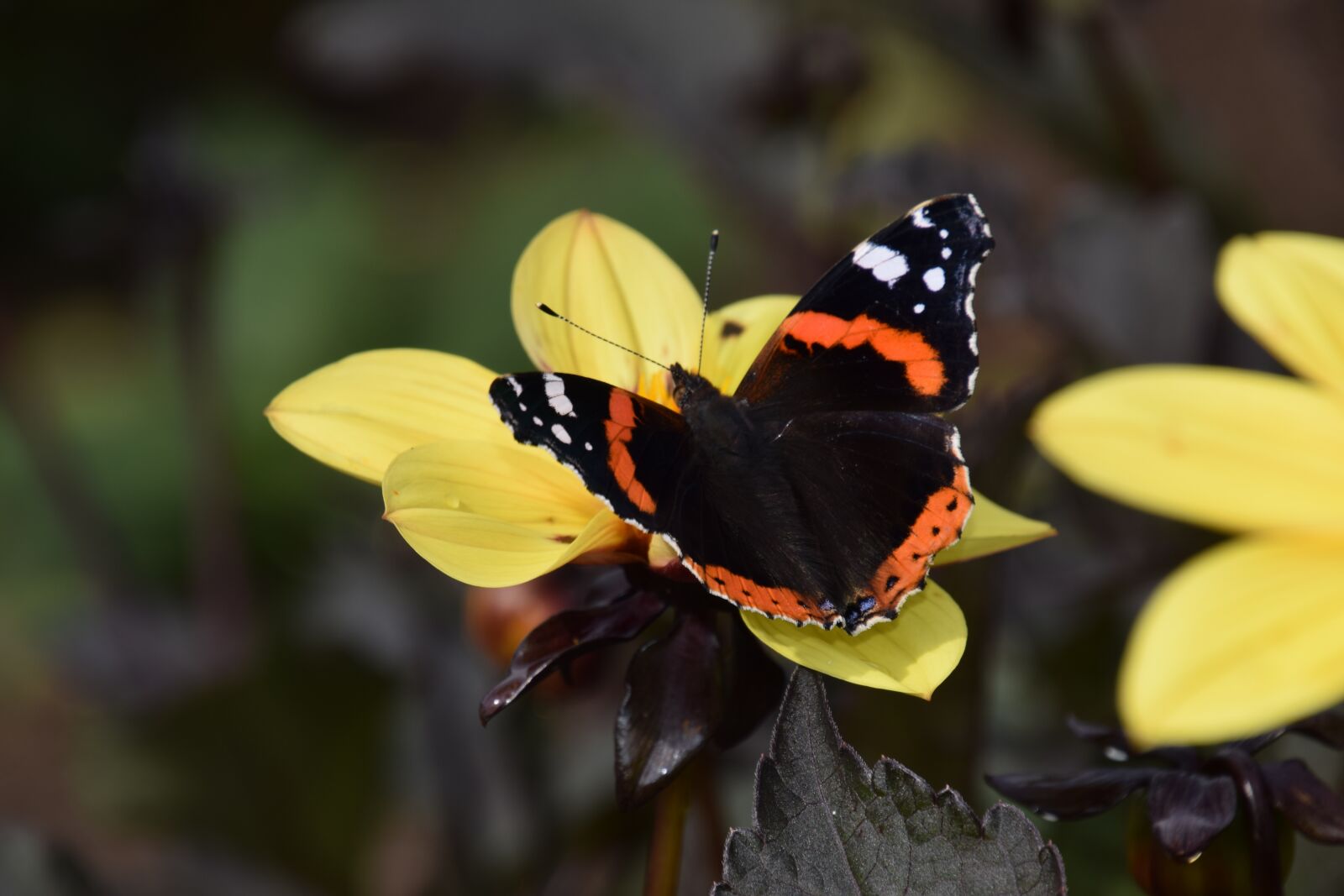 Nikon D3300 sample photo. Nature, outdoors, insect photography