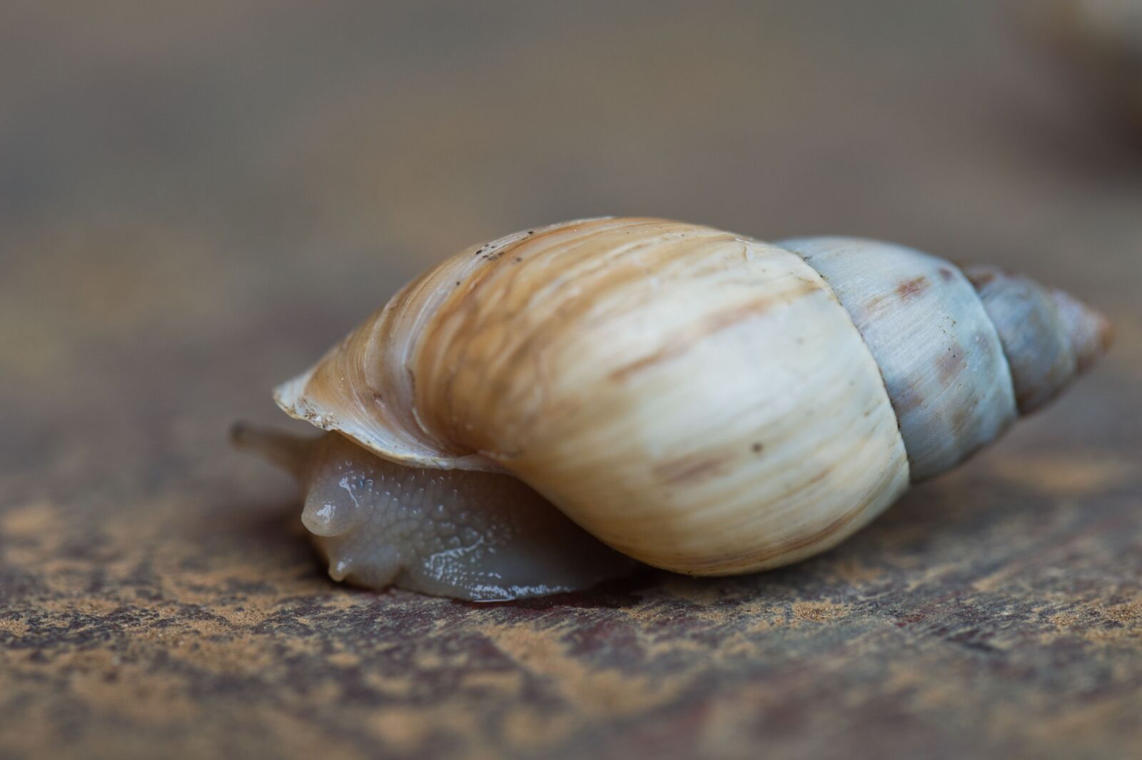 Nikon D3200 sample photo. Costa rica, land snails photography