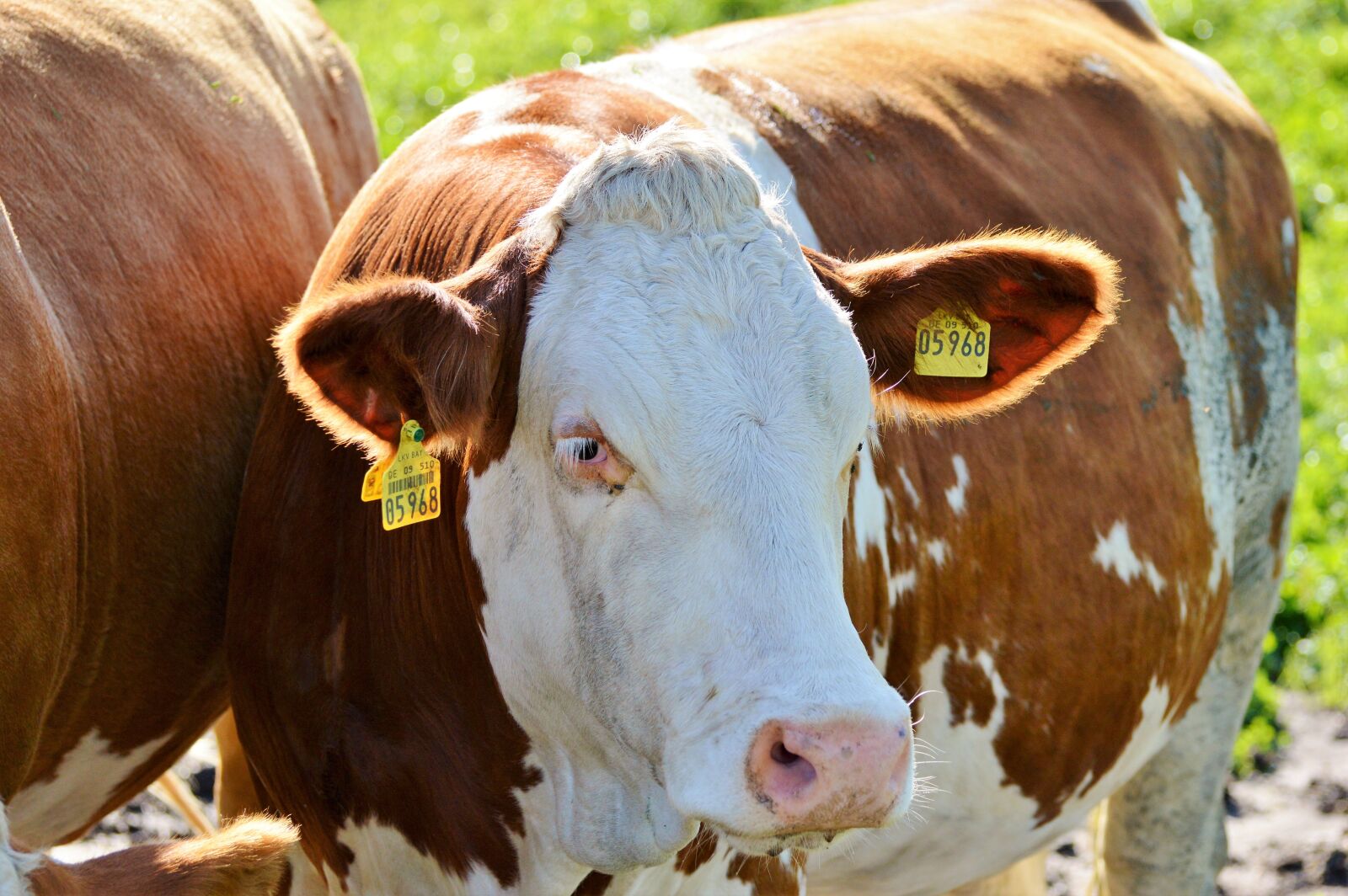 Nikon D3200 sample photo. Cow, beef, ruminant photography