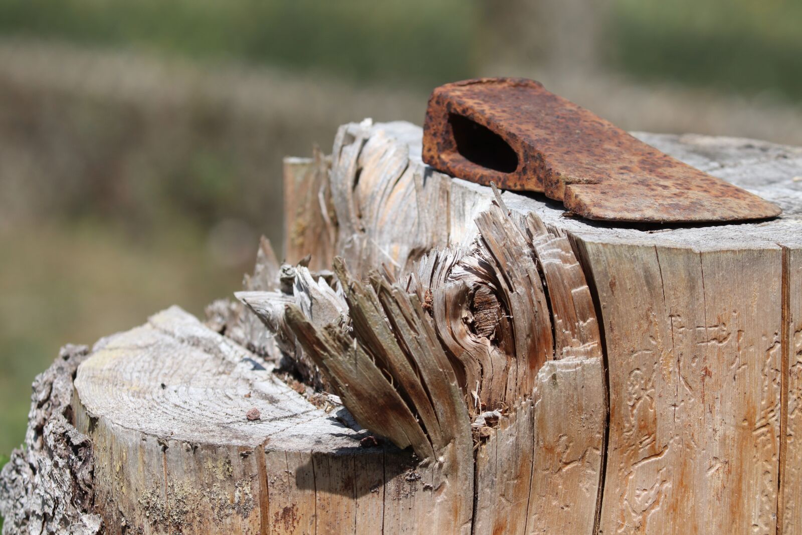 Canon EOS 200D (EOS Rebel SL2 / EOS Kiss X9) sample photo. Tree stump, axe, ax photography