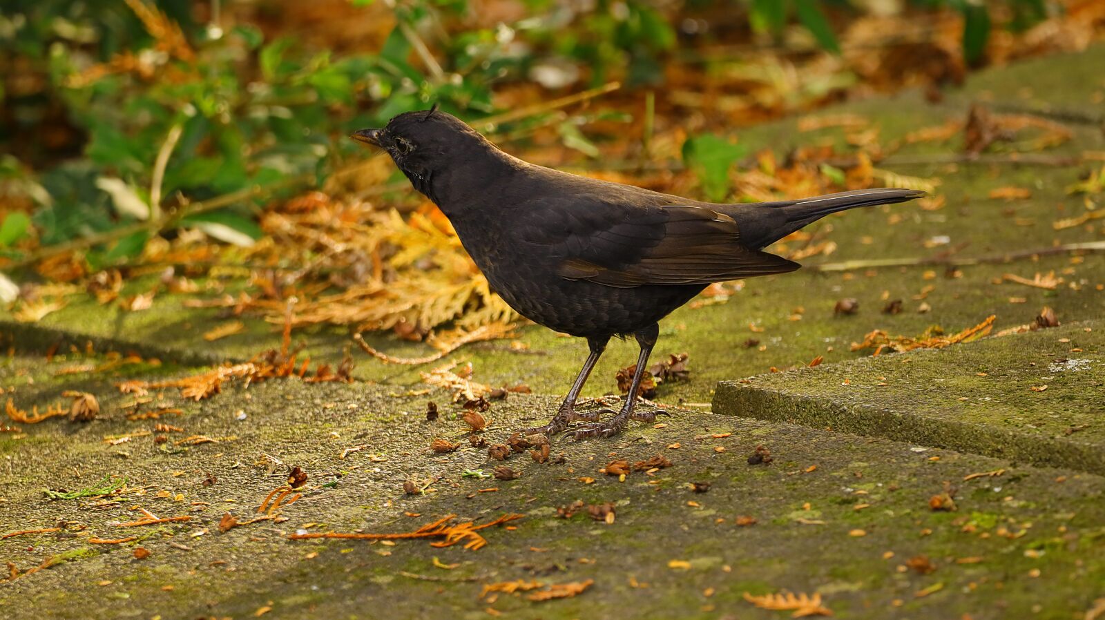 150-600mm F5-6.3 DG OS HSM | Contemporary 015 sample photo. Throttle, blackbird, bird photography