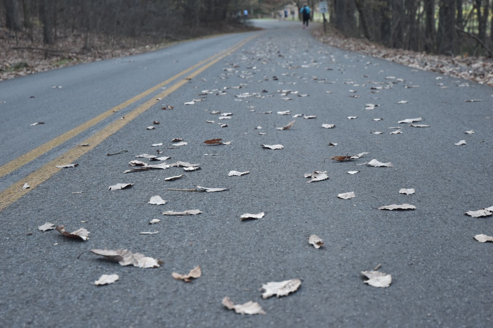 Nikon D5500 sample photo. Road, fall, forest photography