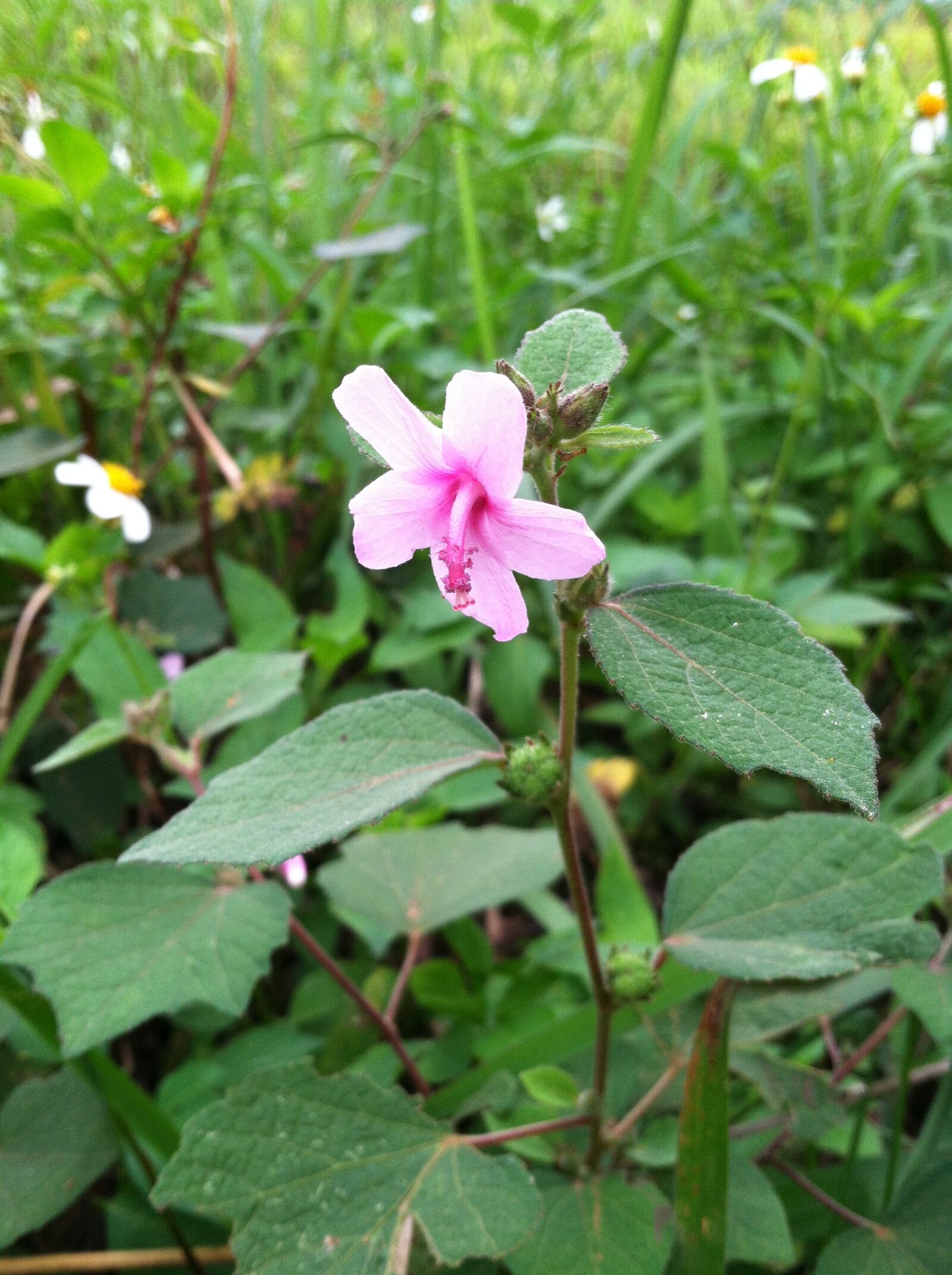 Apple iPhone 4 sample photo. Flower, flowers photography