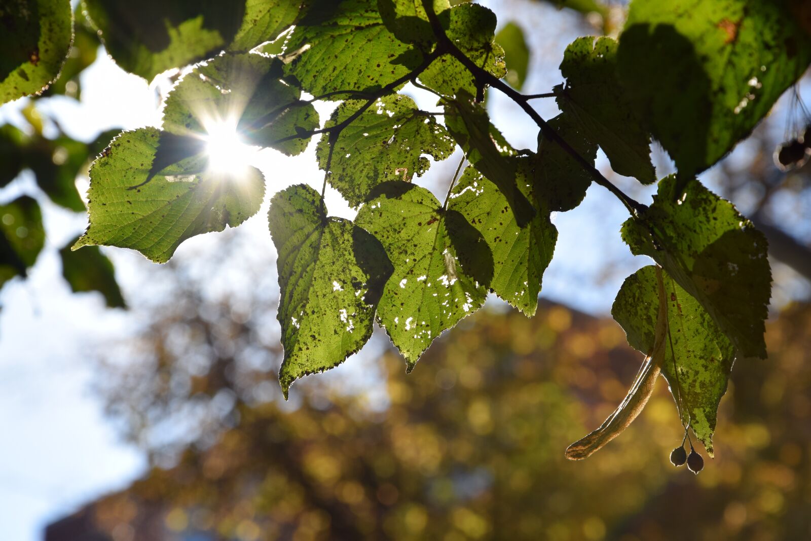 Nikon D3300 sample photo. Leaf, autumn, leaves photography