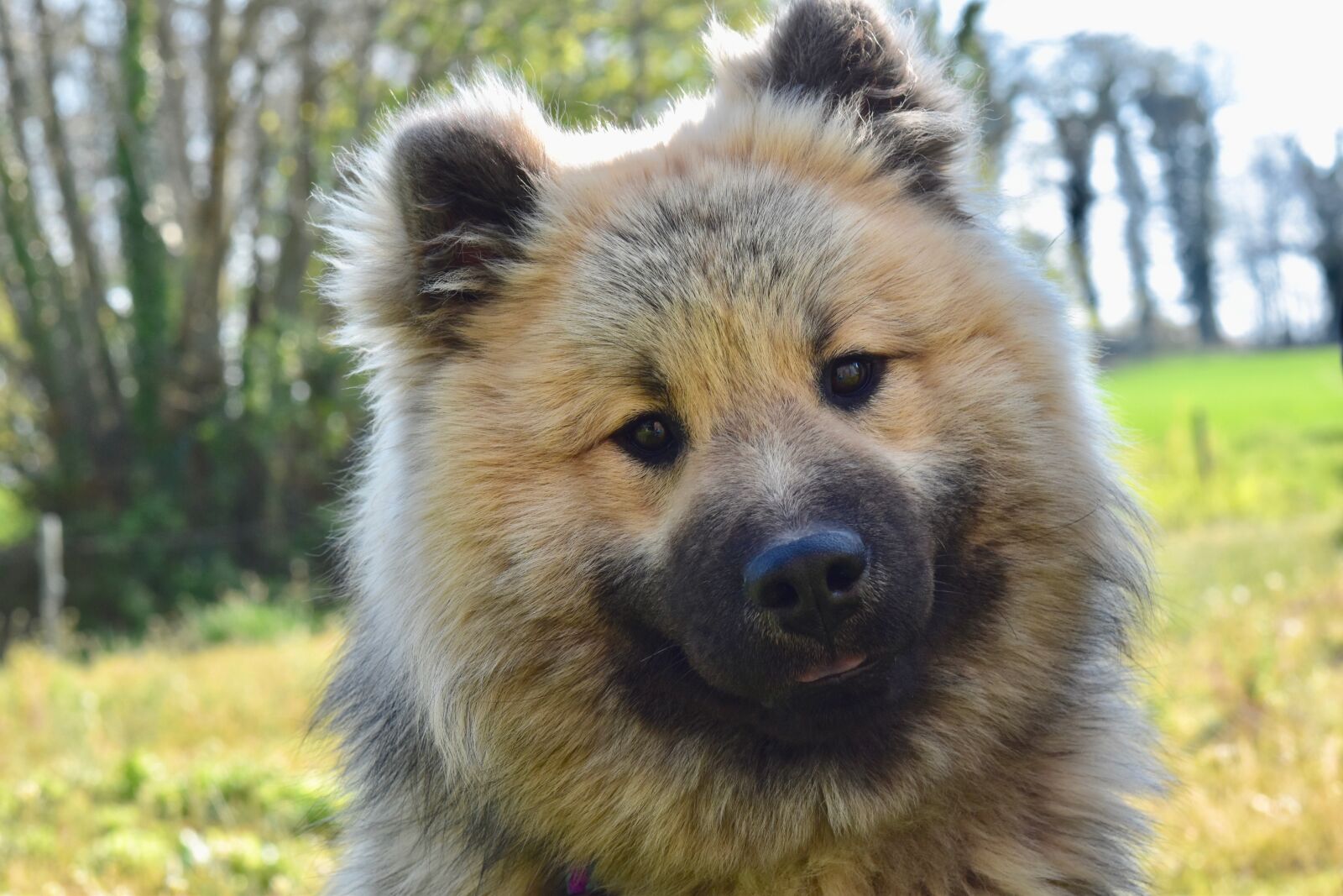 Nikon D5600 sample photo. Dog, portrait dog eurasier photography