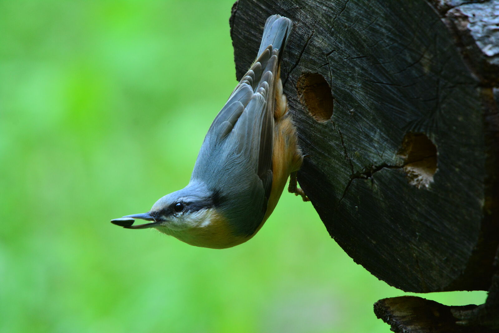Nikon D7100 sample photo