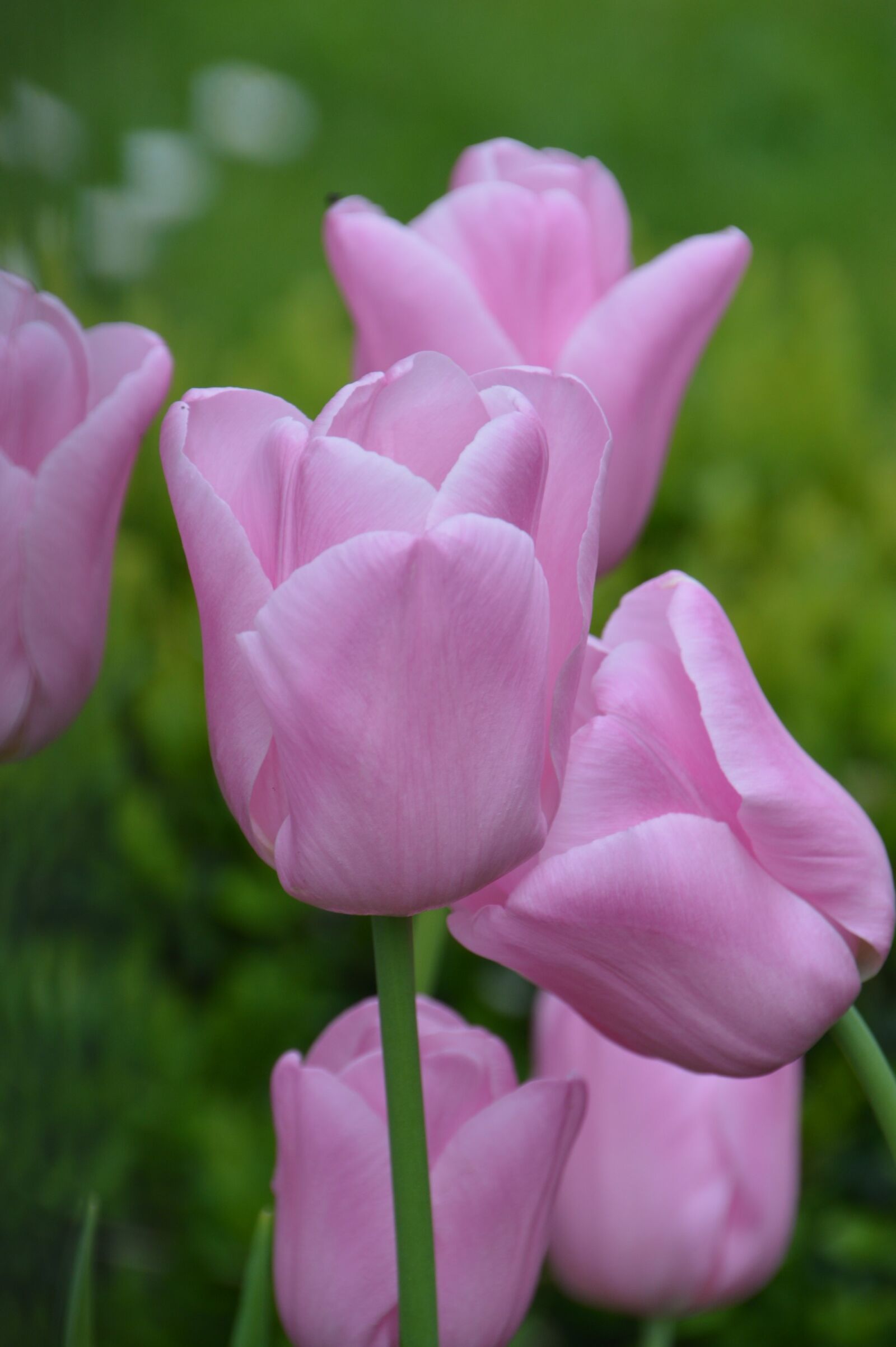 Nikon D3200 sample photo. Flower, plants, garden photography