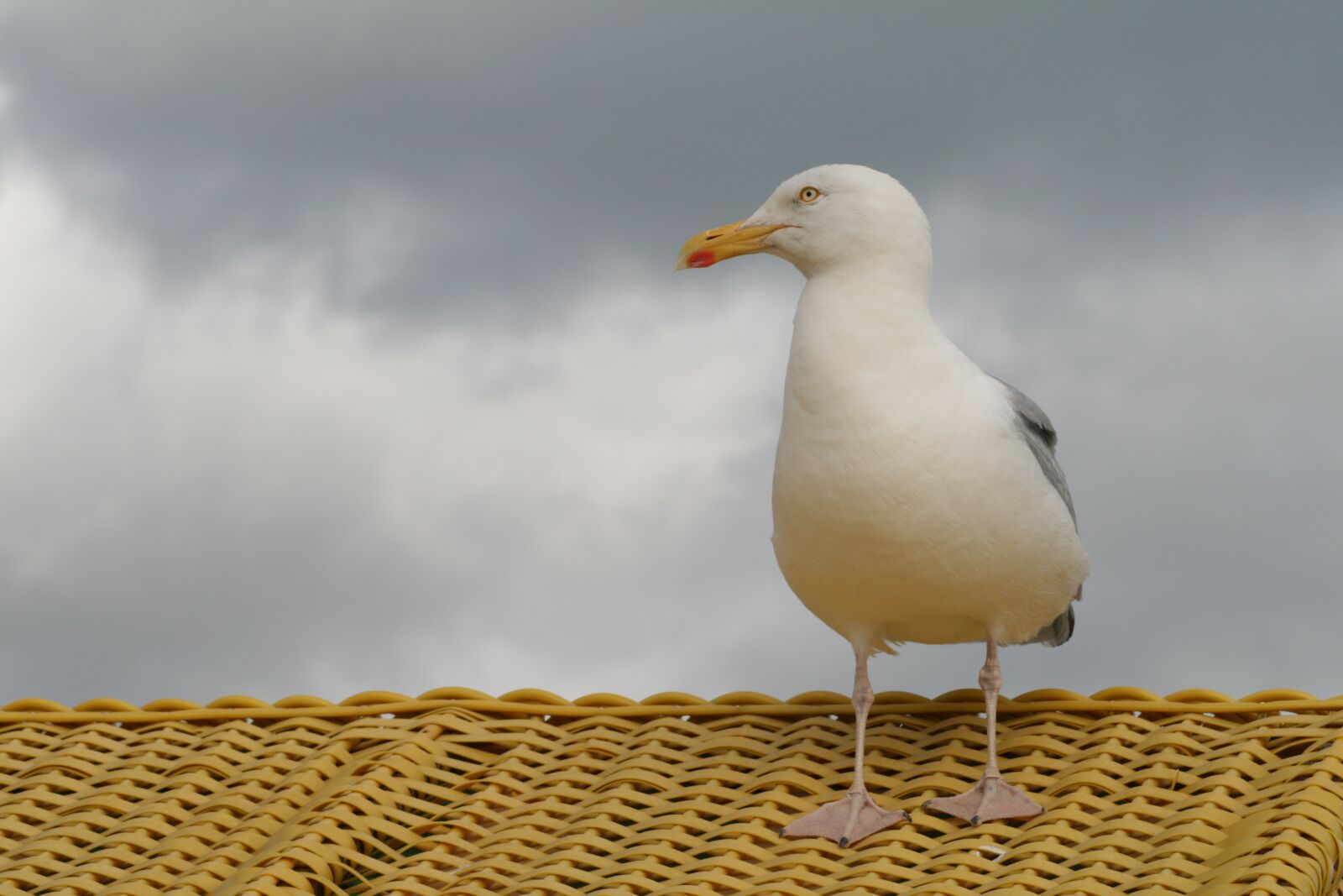 Canon EOS 400D (EOS Digital Rebel XTi / EOS Kiss Digital X) sample photo. Seagull, beach chair, beach photography