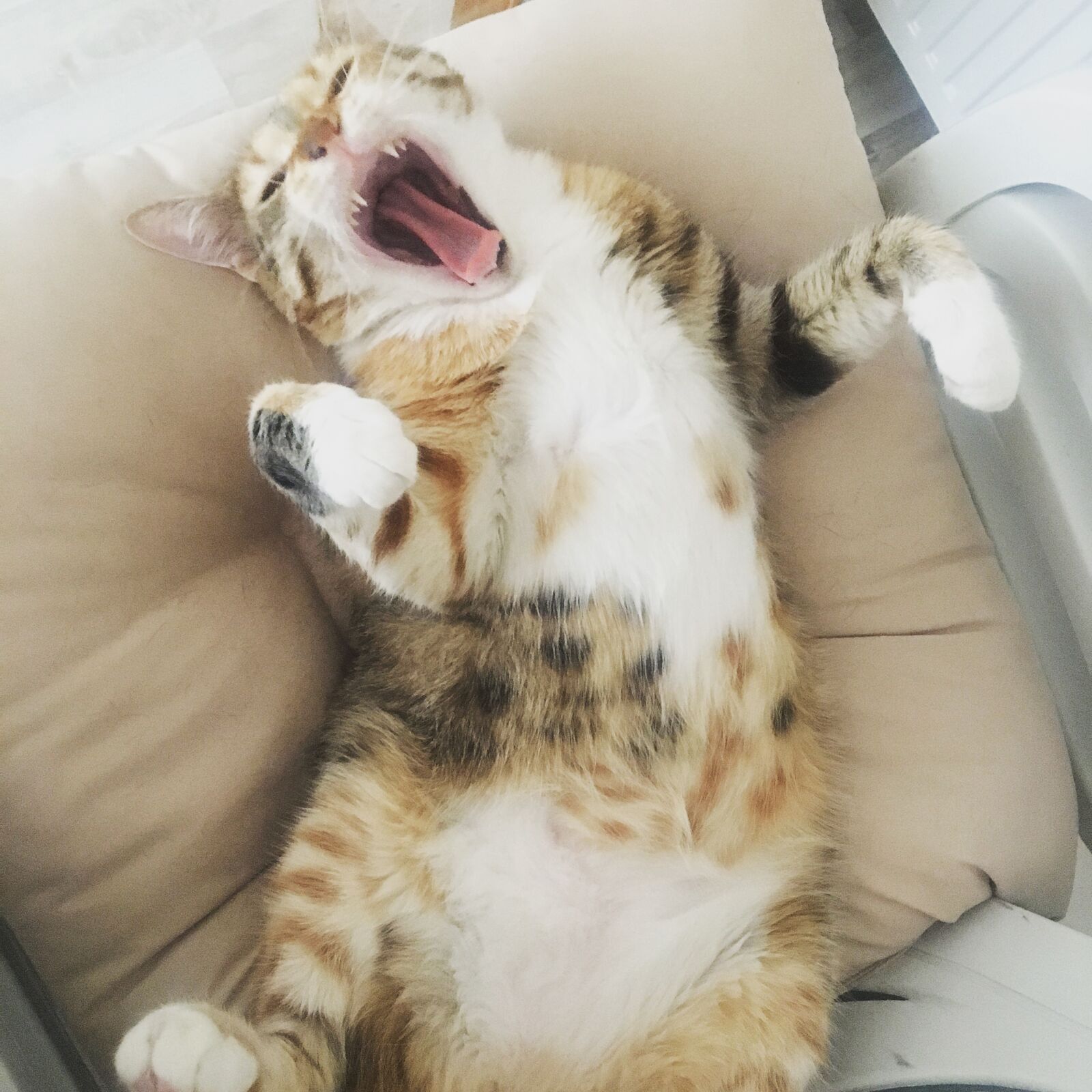 iPhone 6s back camera 4.15mm f/2.2 sample photo. Cat, cute, kitty photography
