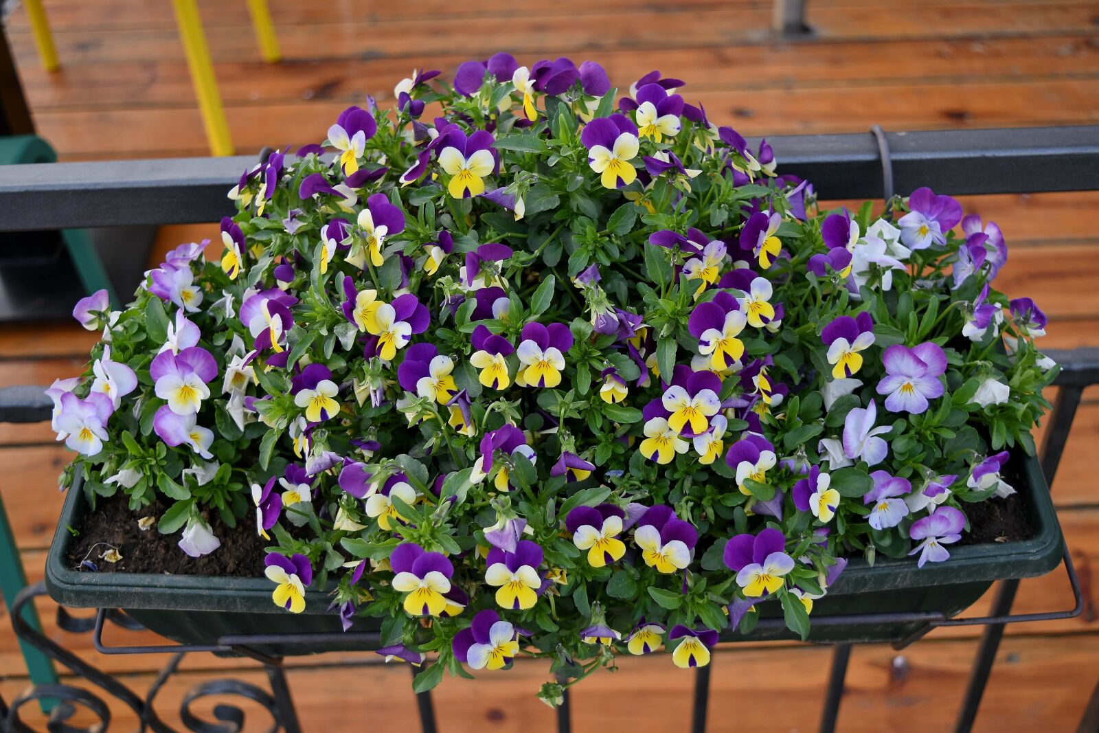 Nikon D5500 sample photo. Cast iron, fence, flowerpot photography
