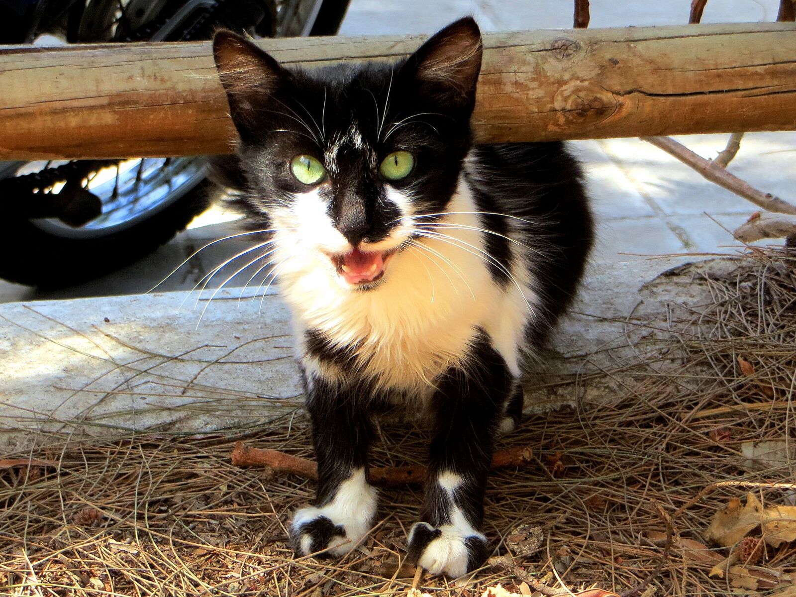 Canon PowerShot SX240 HS sample photo. Cat, kitten, young cat photography