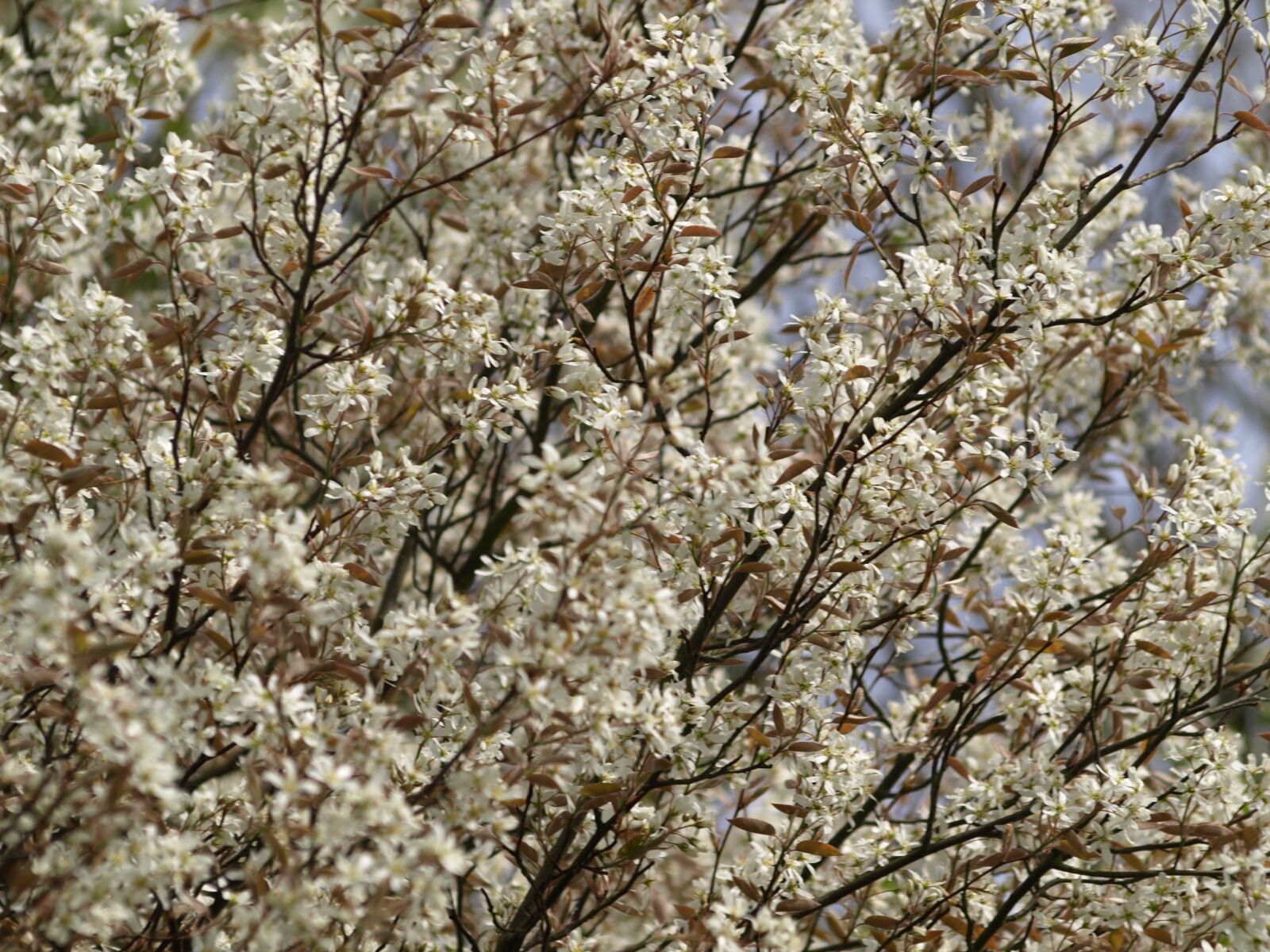Olympus E-510 (EVOLT E-510) sample photo. Currant tree, blossom, bloom photography