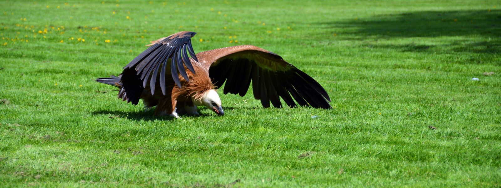 Nikon D5200 sample photo. Vulture, bird, scavengers photography