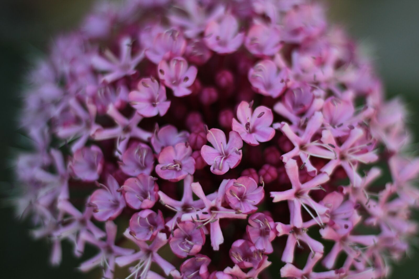 Canon EOS 600D (Rebel EOS T3i / EOS Kiss X5) + Canon EF 50mm F1.8 STM sample photo. Flowers, garden, shrub photography