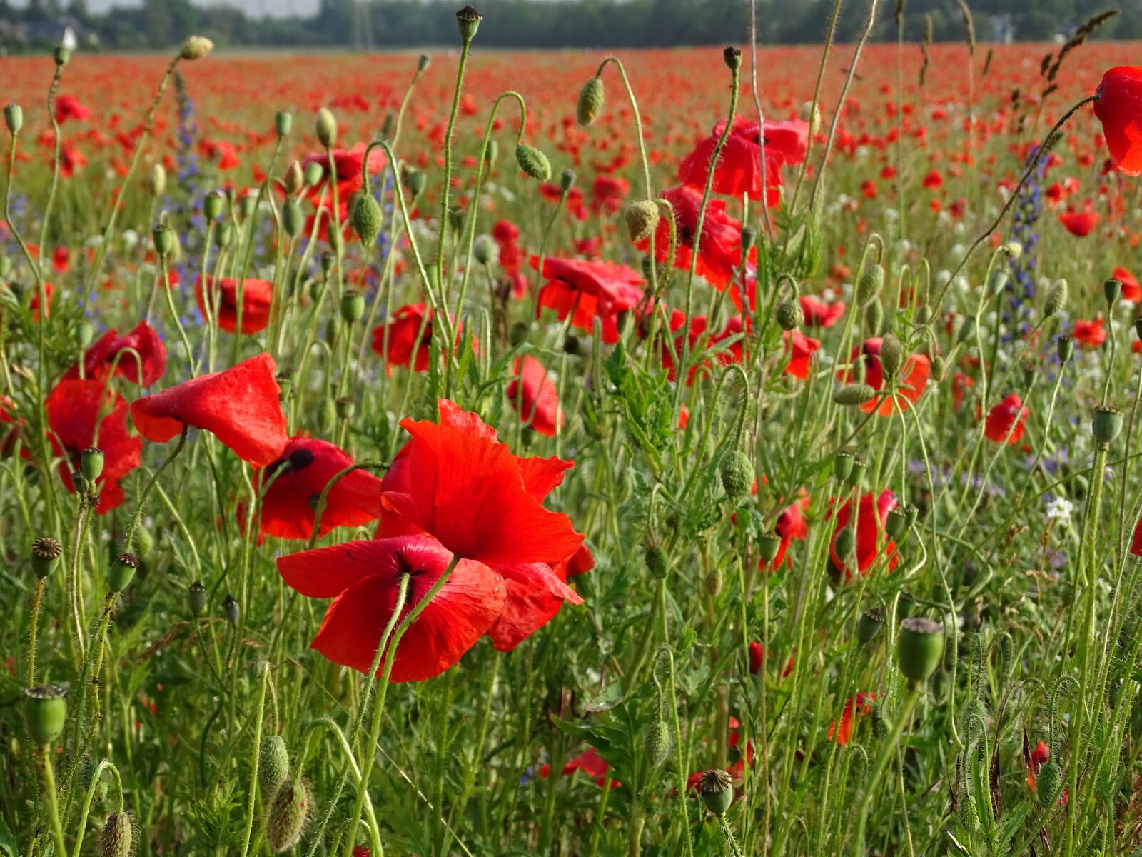 Sony Cyber-shot DSC-HX400V sample photo. Flowers, red poppy, poppy photography